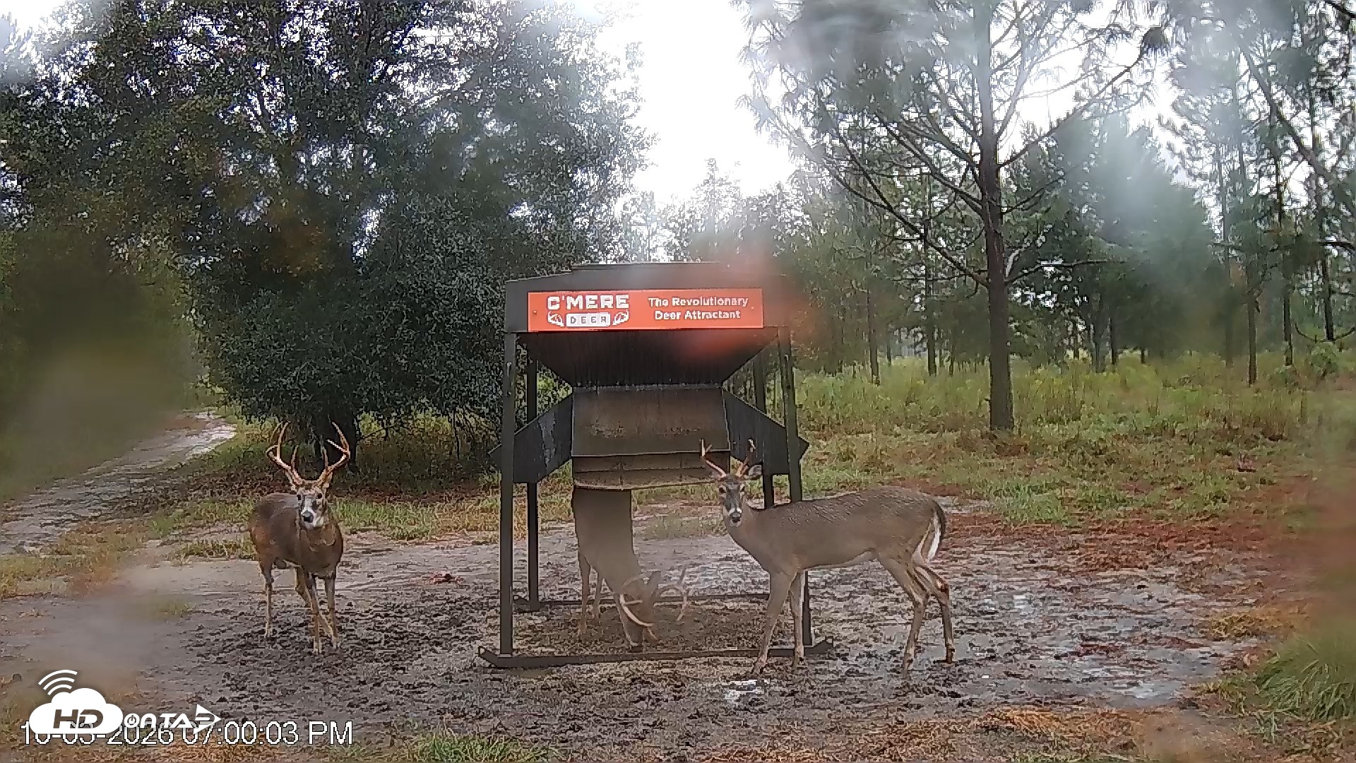 Snapshot of Leesburg Georgia Live Deer Feeder Webcam taken Oct 3, 2026, 6:59pm EDT