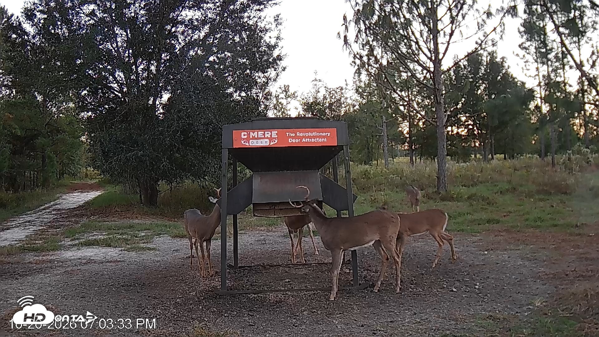 Snapshot of Leesburg Georgia Live Deer Feeder Webcam taken Oct 20, 2026, 7:04pm EDT