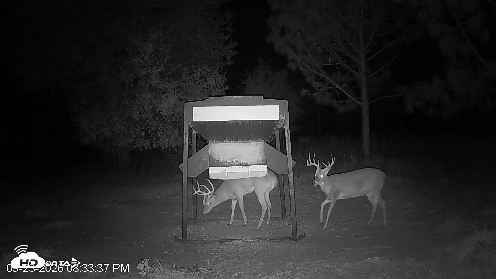 Snapshot of Leesburg Georgia Live Deer Feeder Webcam taken Sep 23, 2026, 8:33pm EDT
