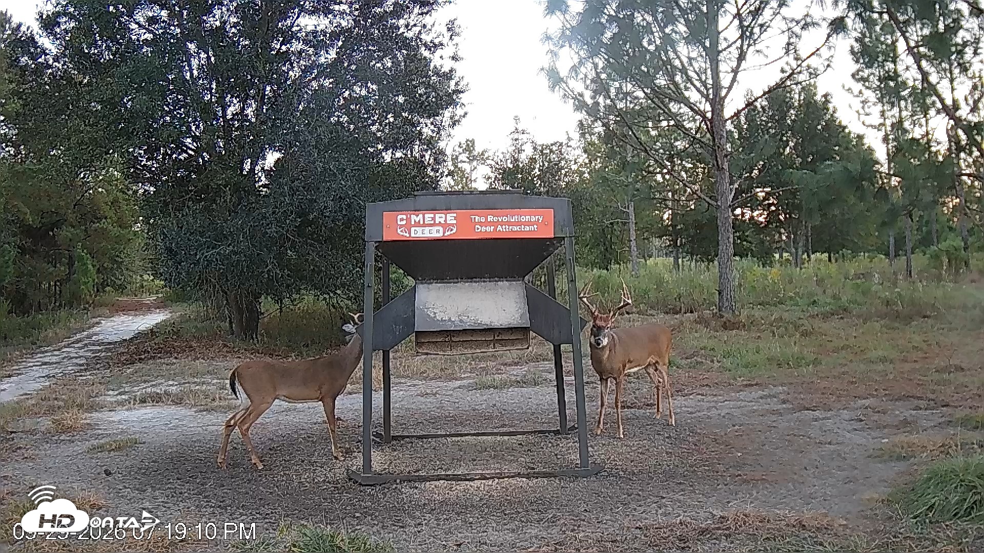 Snapshot of Leesburg Georgia Live Deer Feeder Webcam taken Sep 29, 2026, 7:19pm EDT
