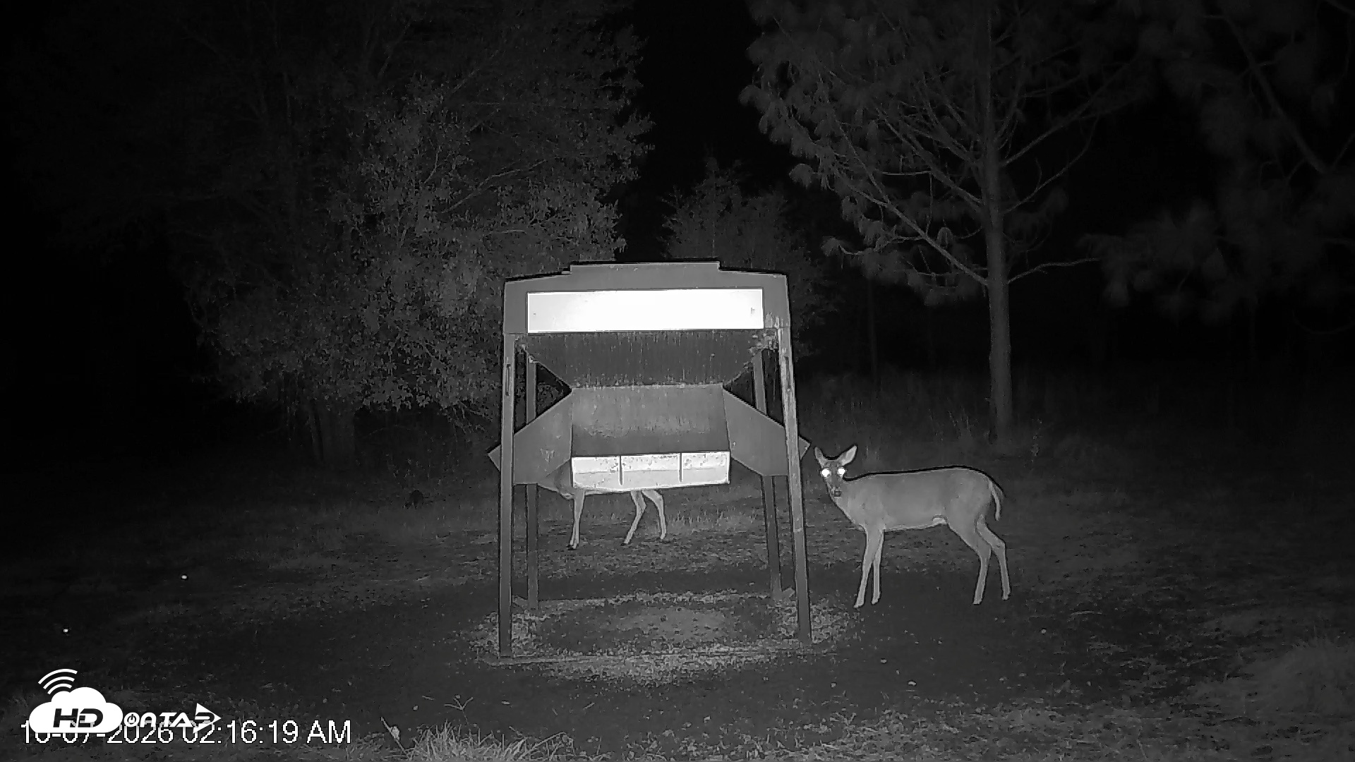 Snapshot of Leesburg Georgia Live Deer Feeder Webcam taken Oct 7, 2026, 2:16am EDT