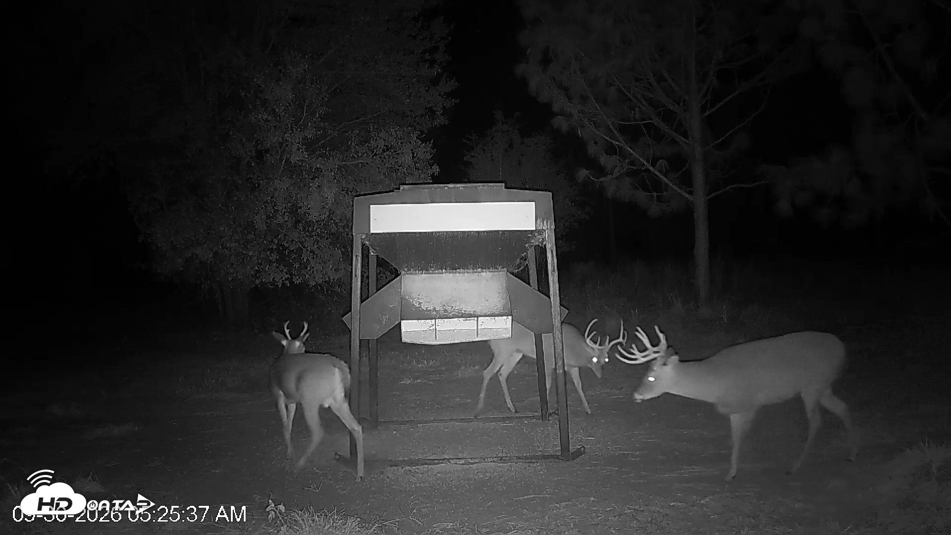 Snapshot of Leesburg Georgia Live Deer Feeder Webcam taken Sep 30, 2026, 5:25am EDT