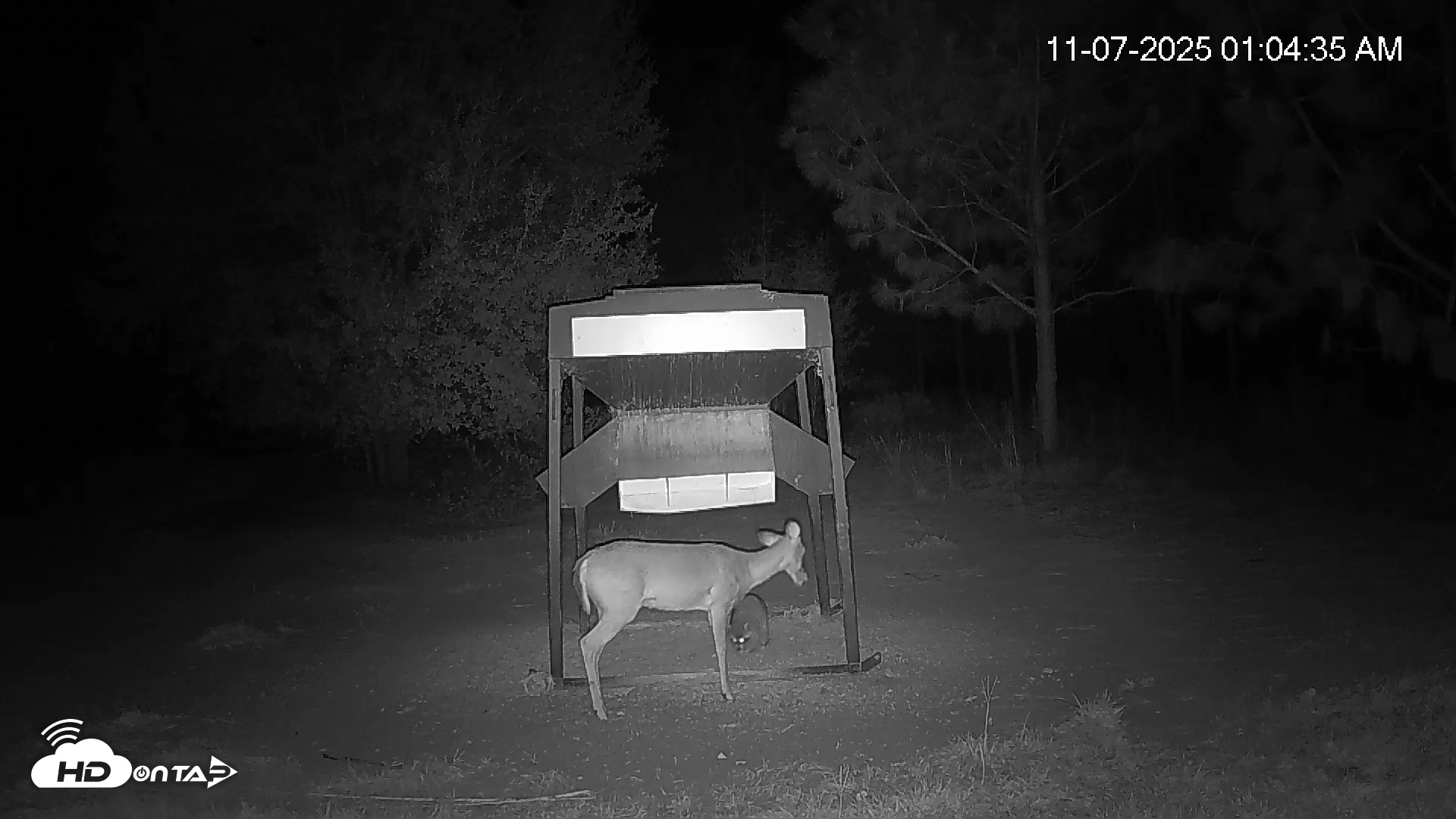 Snapshot of Leesburg Georgia Live Deer Feeder Webcam taken Nov 7, 2025, 1:05am EST