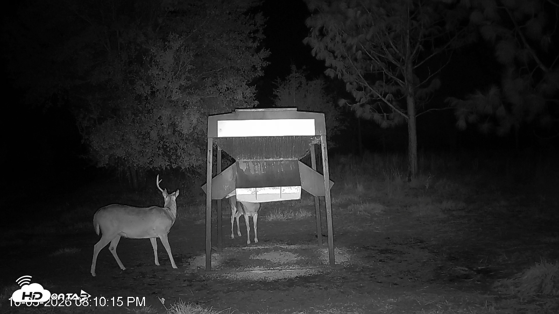 Snapshot of Leesburg Georgia Live Deer Feeder Webcam taken Oct 5, 2026, 8:09pm EDT
