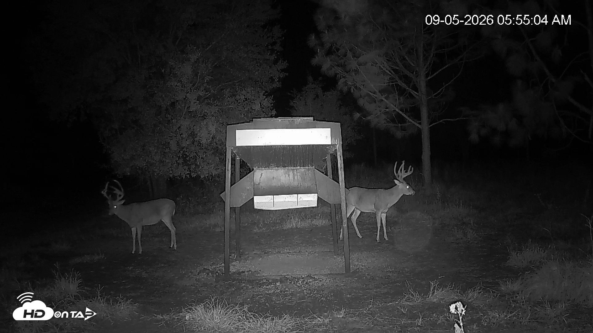 Snapshot of Leesburg Georgia Live Deer Feeder Webcam taken Sep 5, 2026, 5:56am EDT