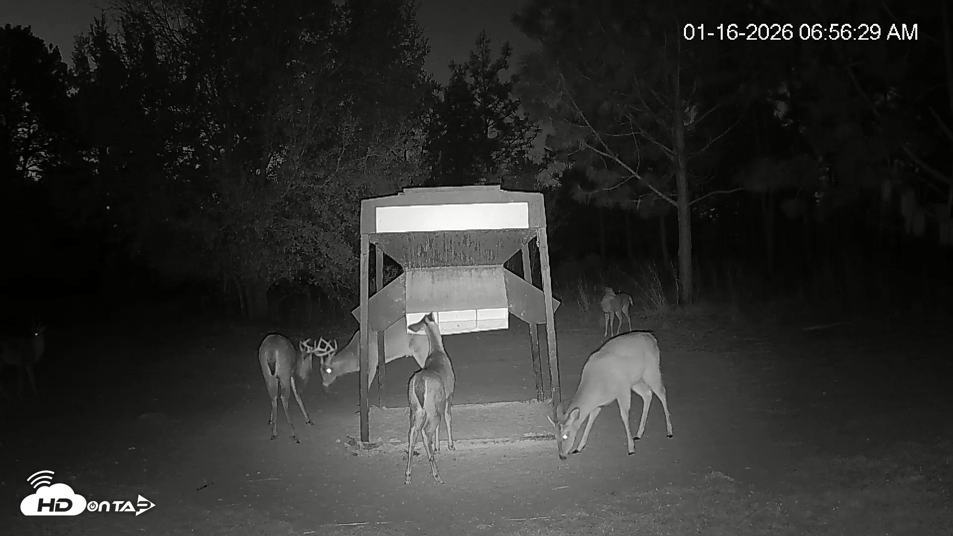 Snapshot of Leesburg Georgia Live Deer Feeder Webcam taken Jan 16, 2026, 6:56am EST