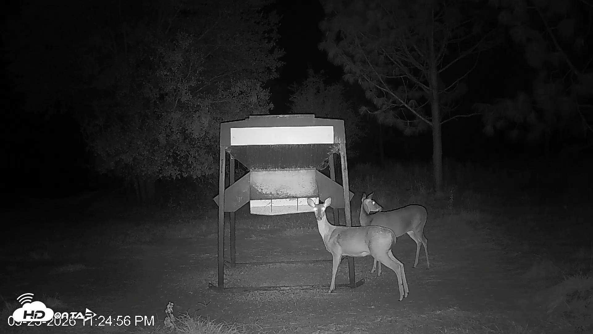 Snapshot of Leesburg Georgia Live Deer Feeder Webcam taken Sep 25, 2026, 11:25pm EDT