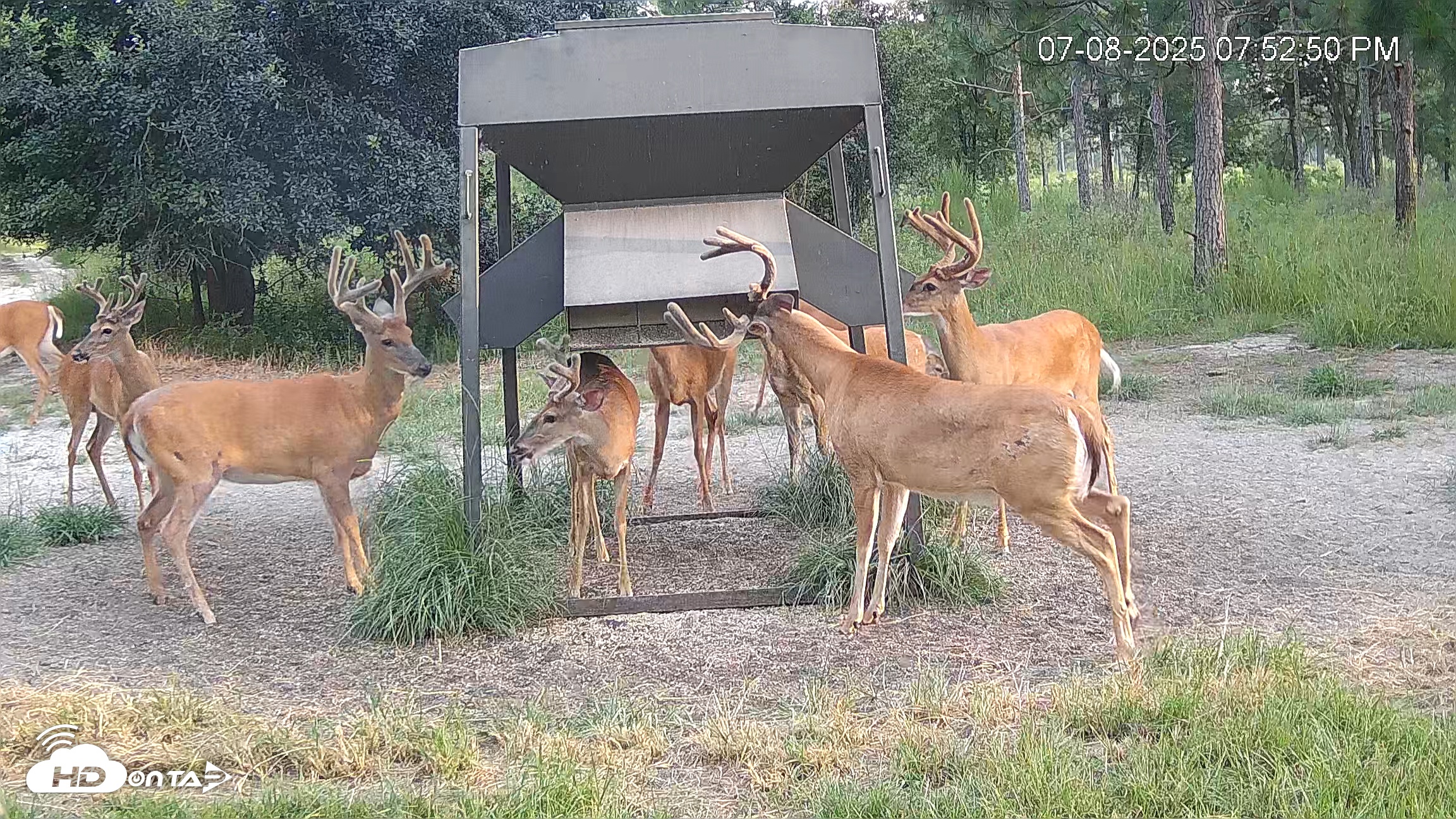 Snapshot of Leesburg Georgia Live Deer Feeder Webcam taken Jul 8, 2025, 7:52pm EDT