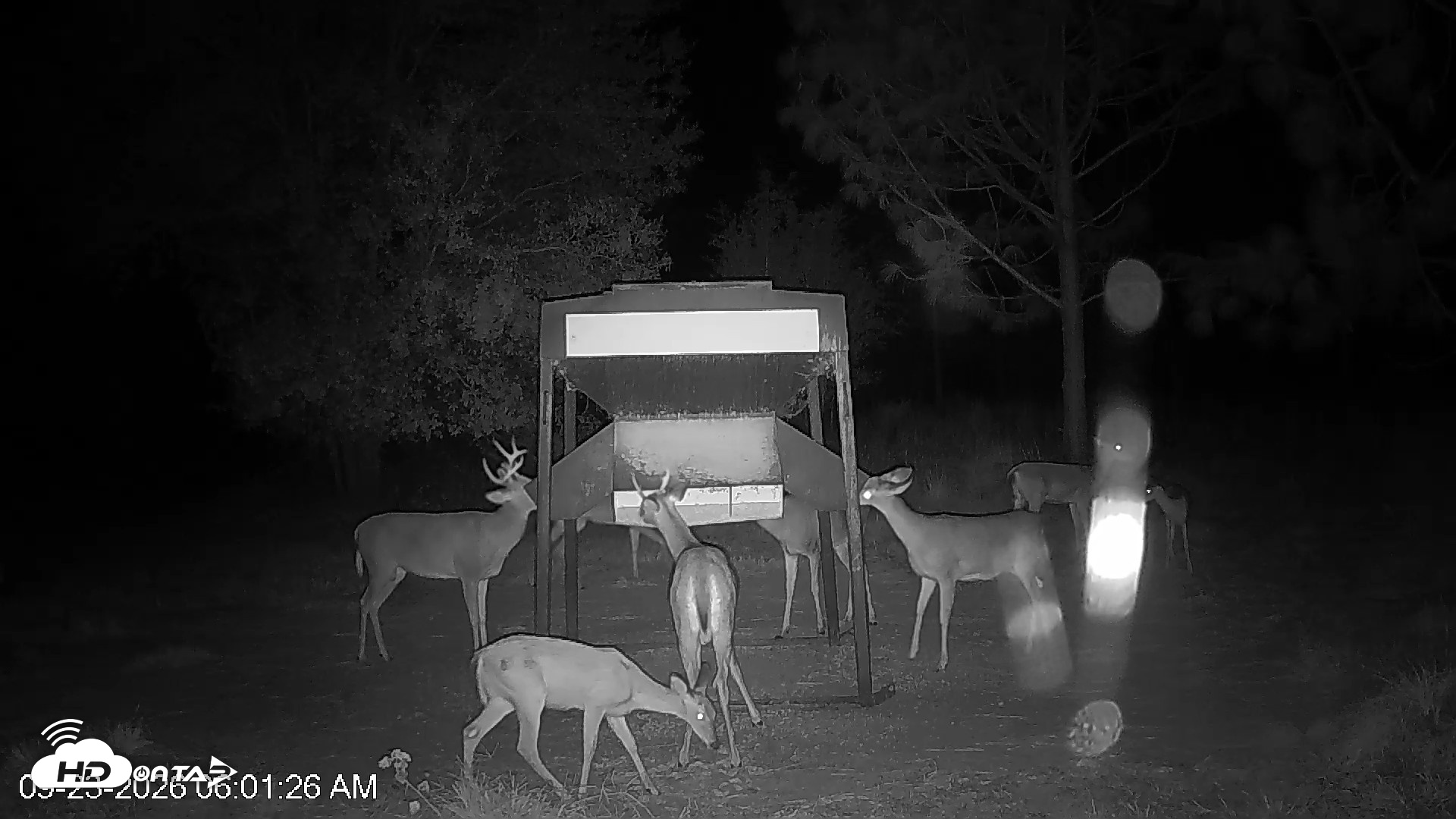 Snapshot of Leesburg Georgia Live Deer Feeder Webcam taken Sep 23, 2026, 6:01am EDT