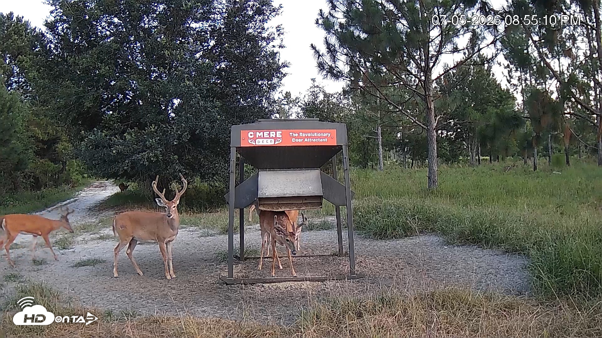 Snapshot of Leesburg Georgia Live Deer Feeder Webcam taken Jul 5, 2026, 8:55pm EDT