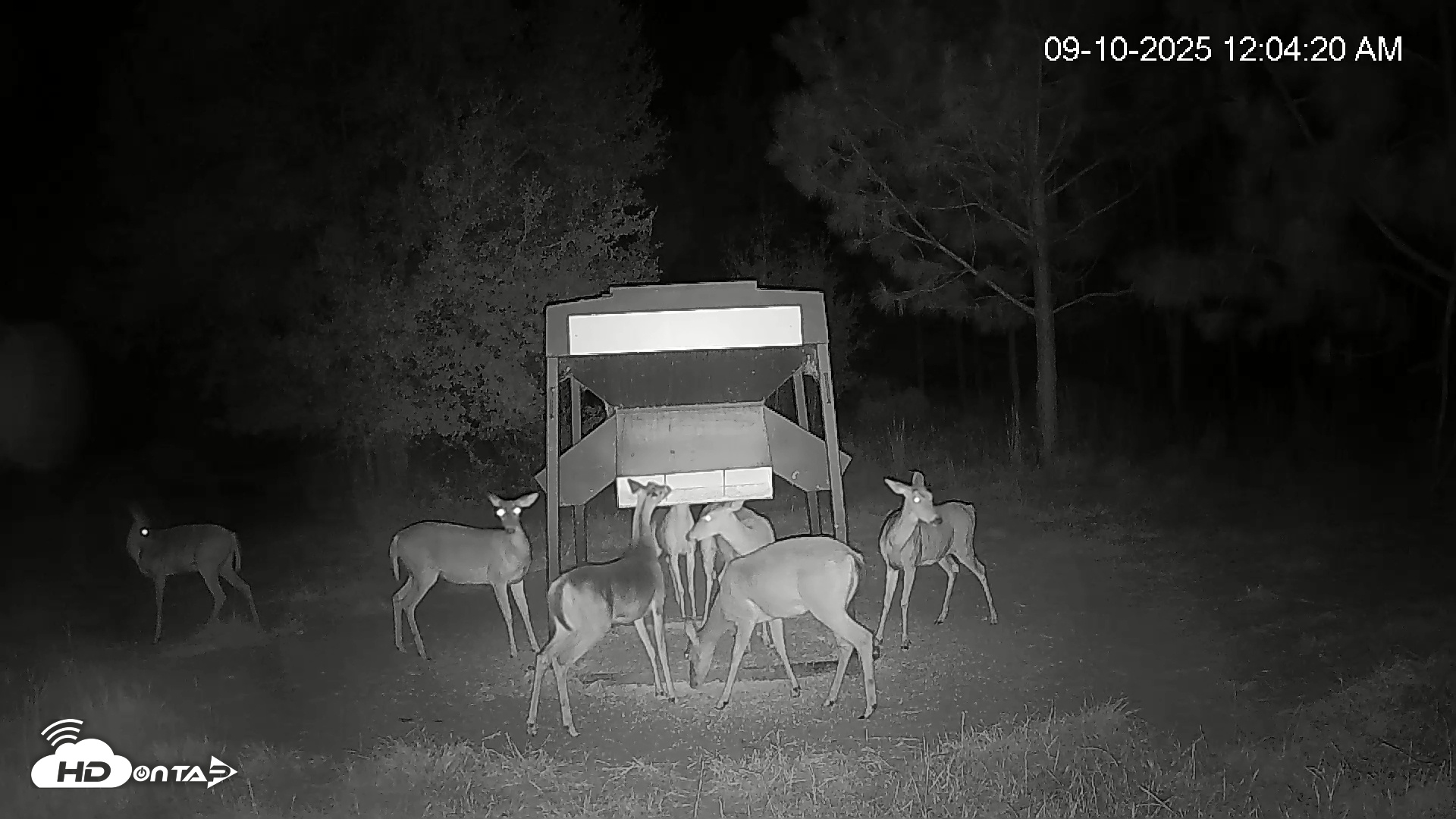Snapshot of Leesburg Georgia Live Deer Feeder Webcam taken Sep 10, 2025, 12:04am EDT