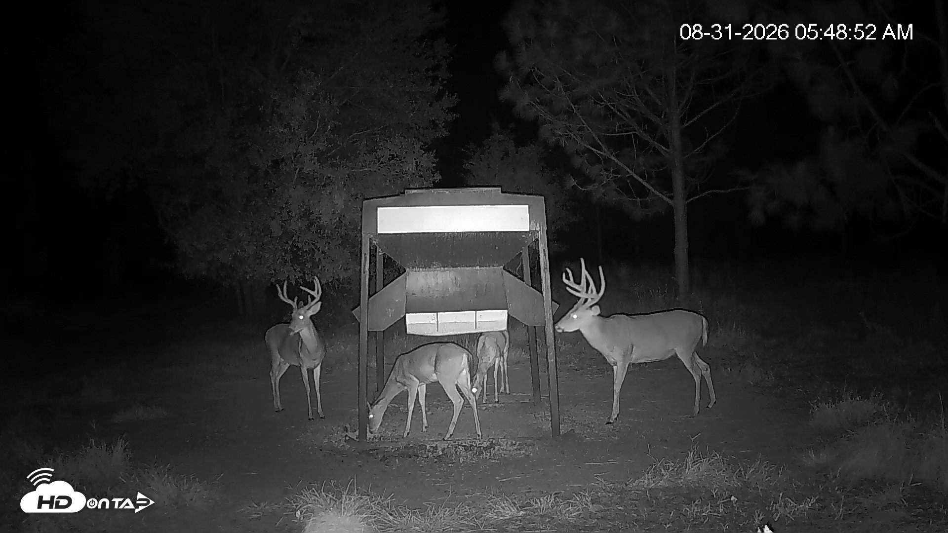 Snapshot of Leesburg Georgia Live Deer Feeder Webcam taken Aug 31, 2026, 5:48am EDT