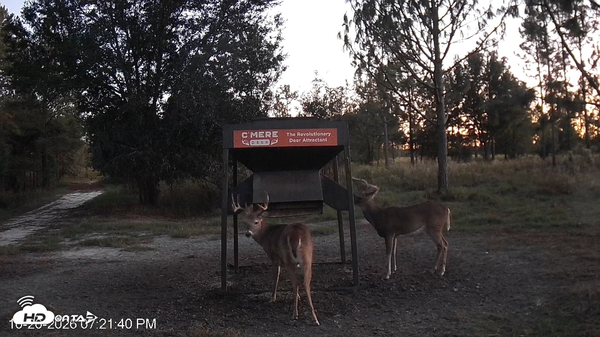 Snapshot of Leesburg Georgia Live Deer Feeder Webcam taken Oct 20, 2026, 7:22pm EDT