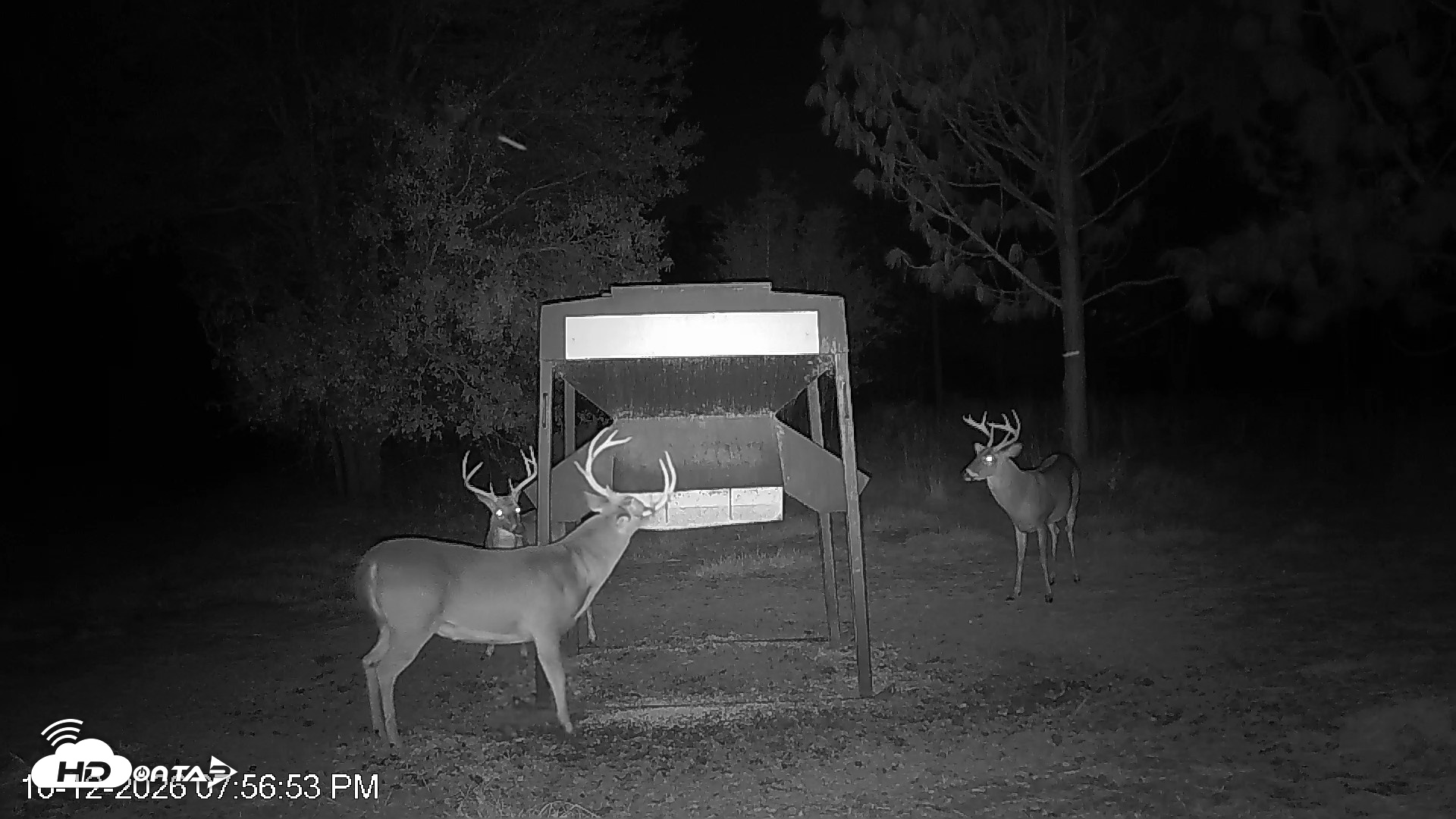 Snapshot of Leesburg Georgia Live Deer Feeder Webcam taken Oct 12, 2026, 7:56pm EDT