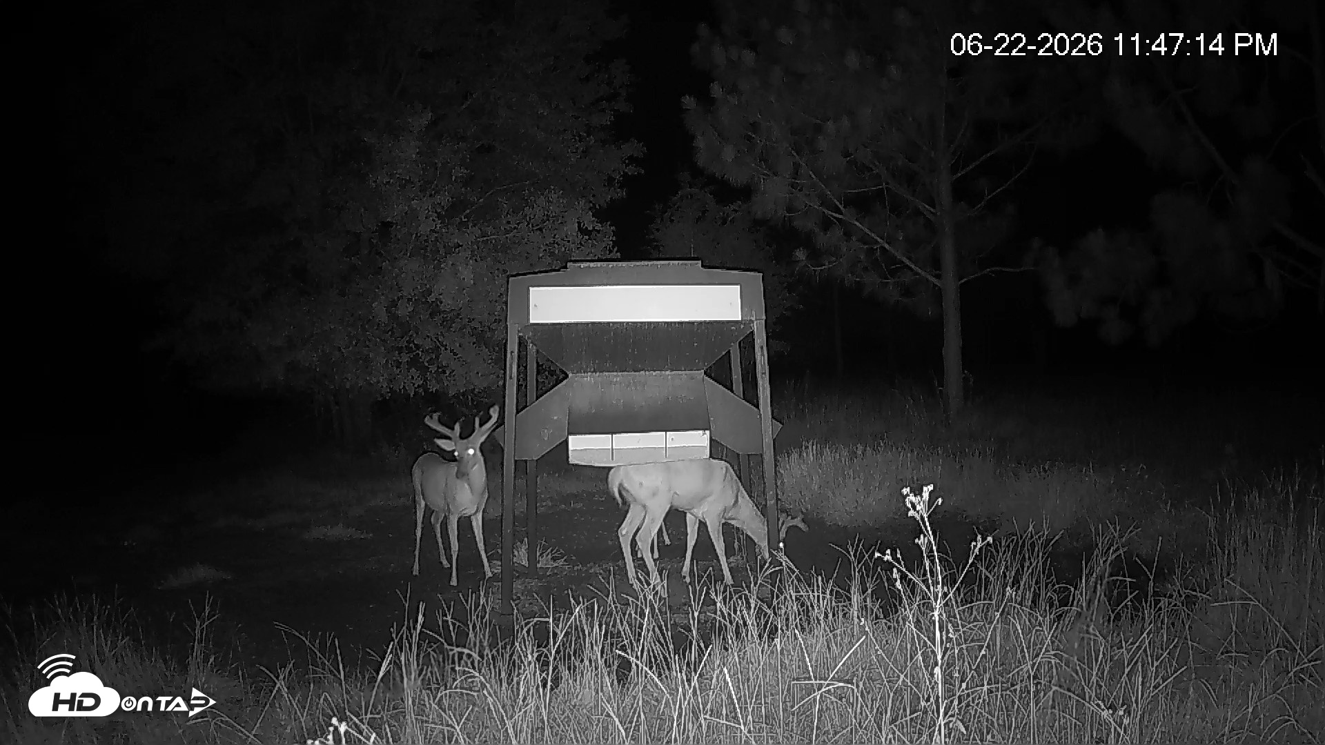 Snapshot of Leesburg Georgia Live Deer Feeder Webcam taken Jun 22, 2026, 11:47pm EDT