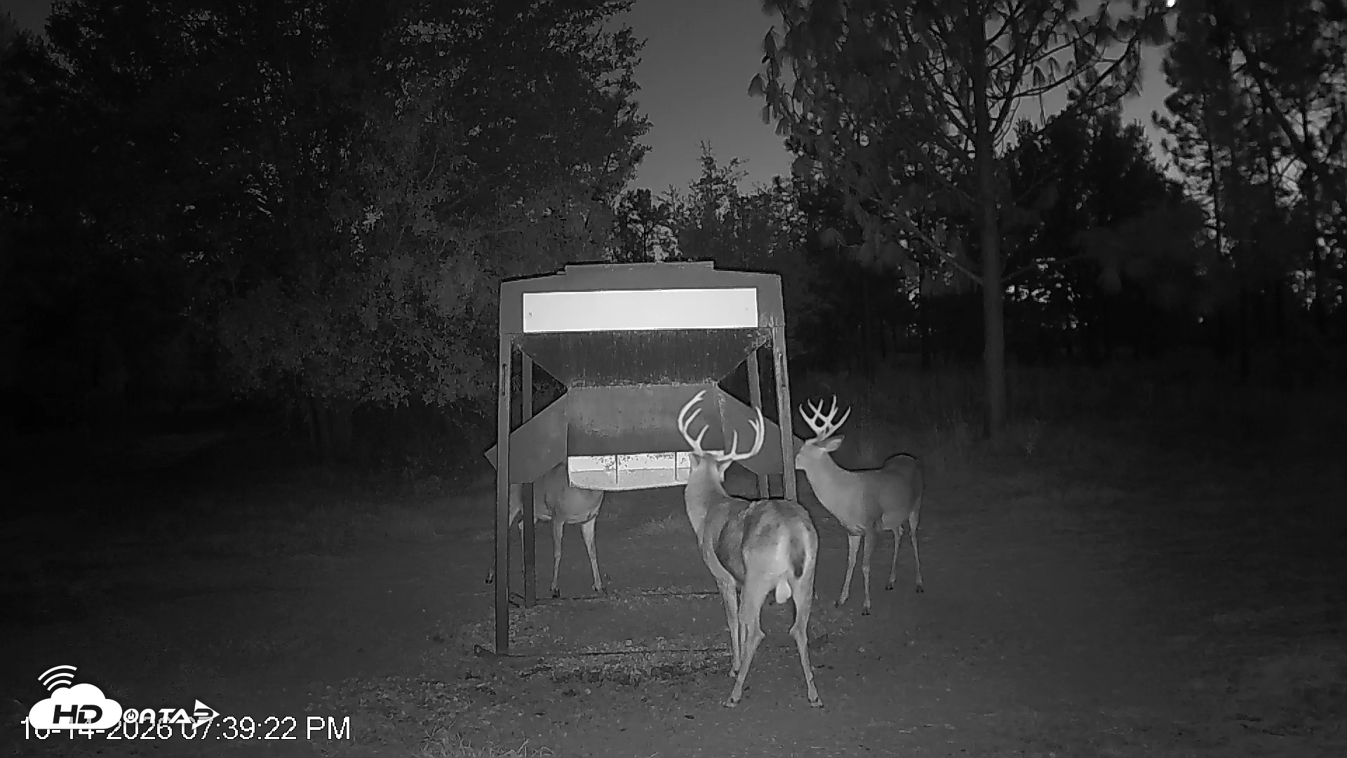 Snapshot of Leesburg Georgia Live Deer Feeder Webcam taken Oct 14, 2026, 7:40pm EDT