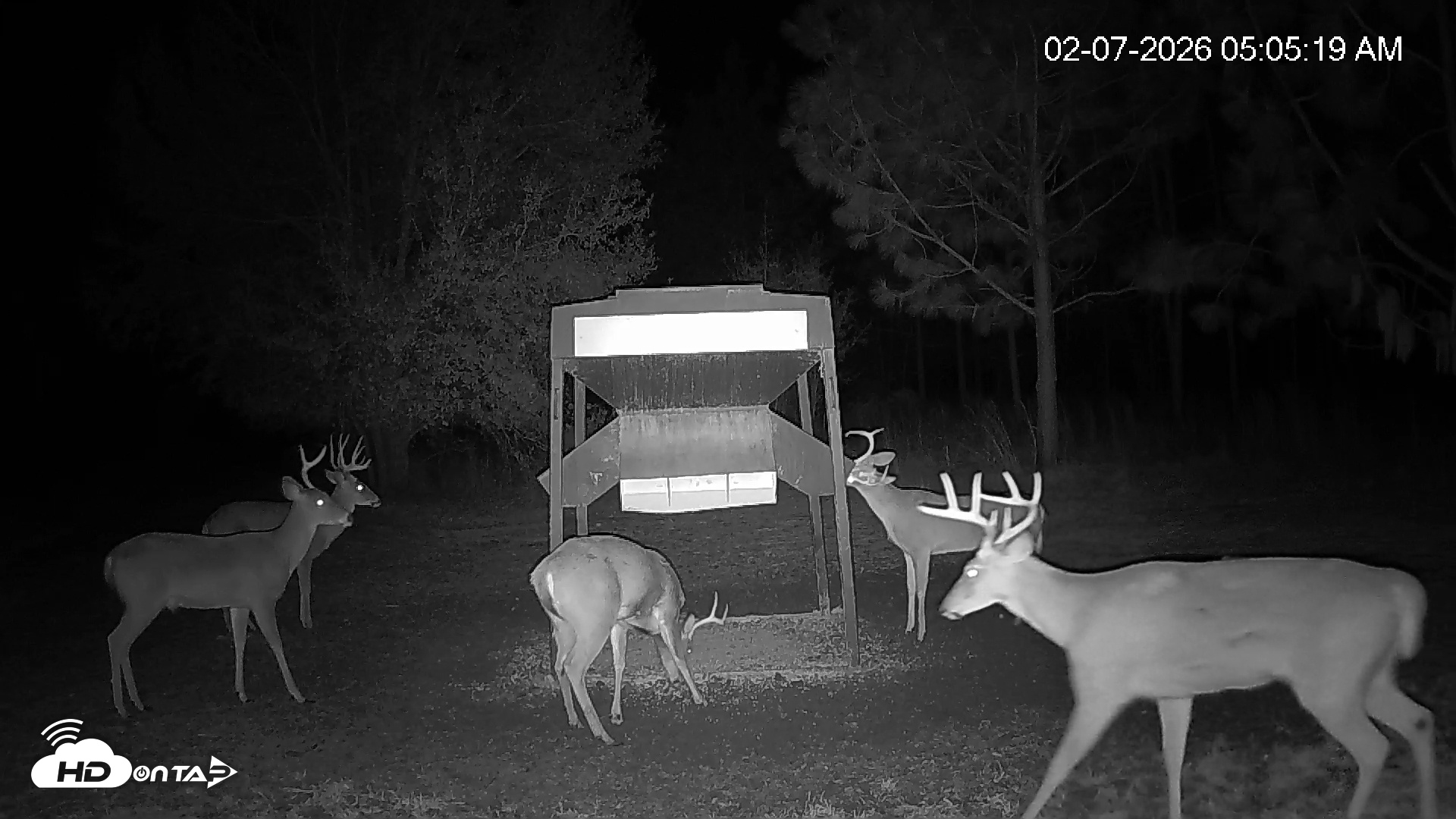 Snapshot of Leesburg Georgia Live Deer Feeder Webcam taken Feb 7, 2026, 5:05am EST
