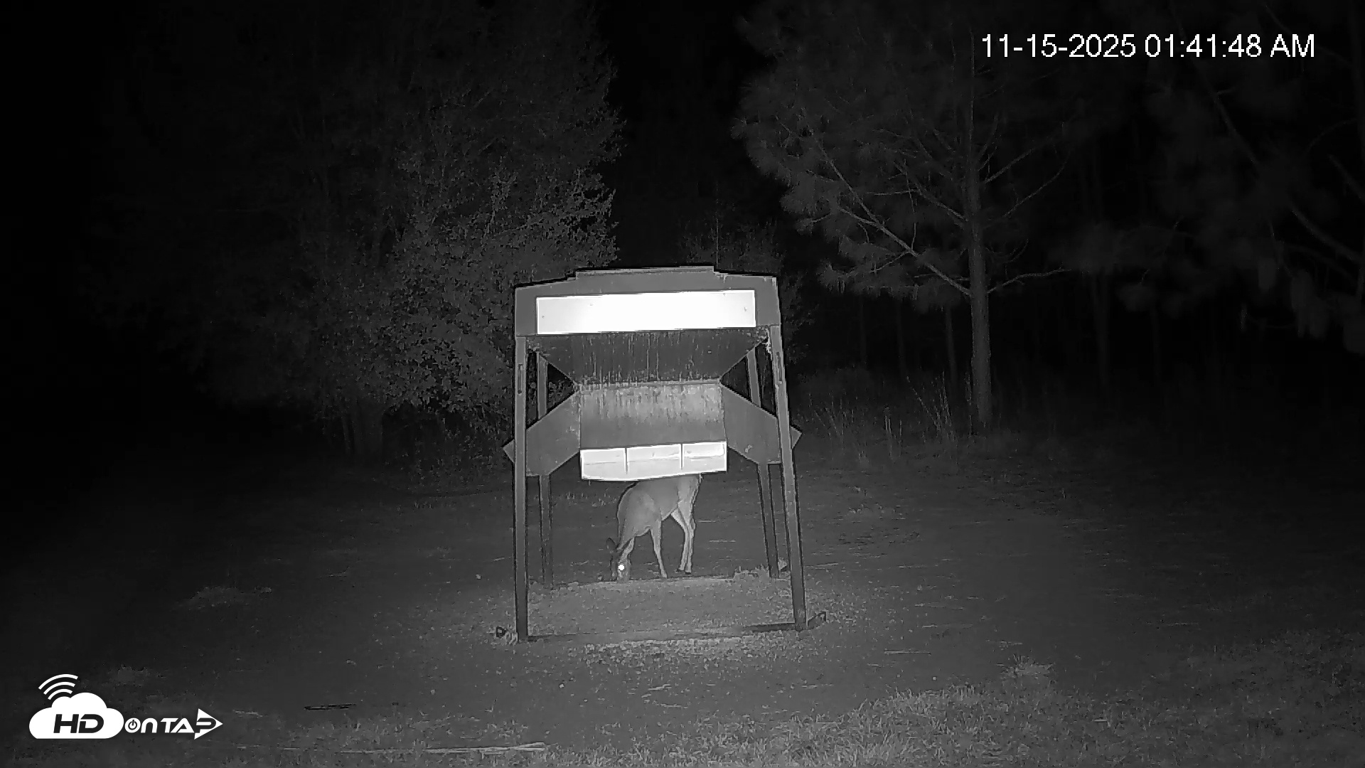 Snapshot of Leesburg Georgia Live Deer Feeder Webcam taken Nov 15, 2025, 1:42am EST