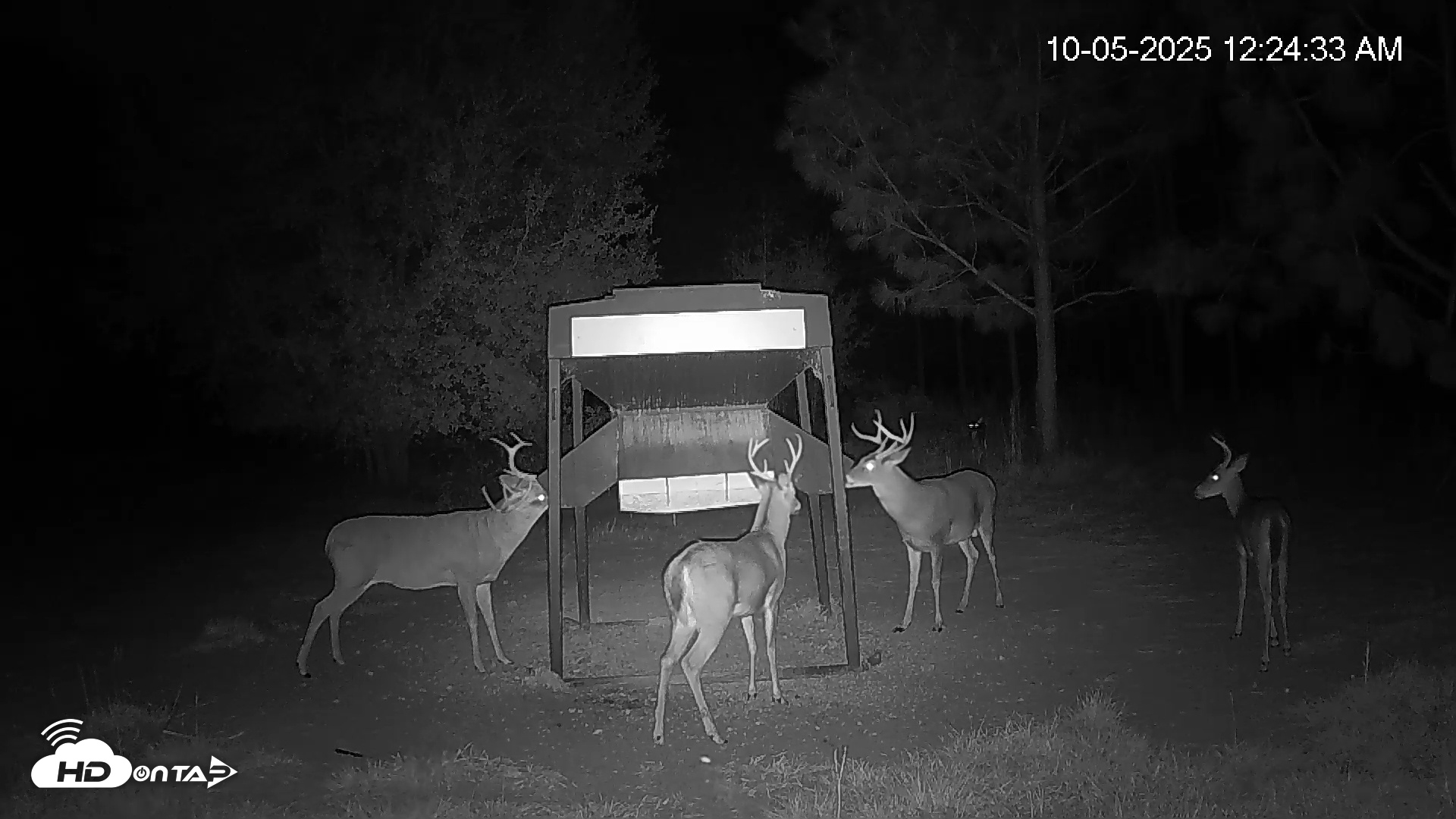 Snapshot of Leesburg Georgia Live Deer Feeder Webcam taken Oct 5, 2025, 12:24am EDT