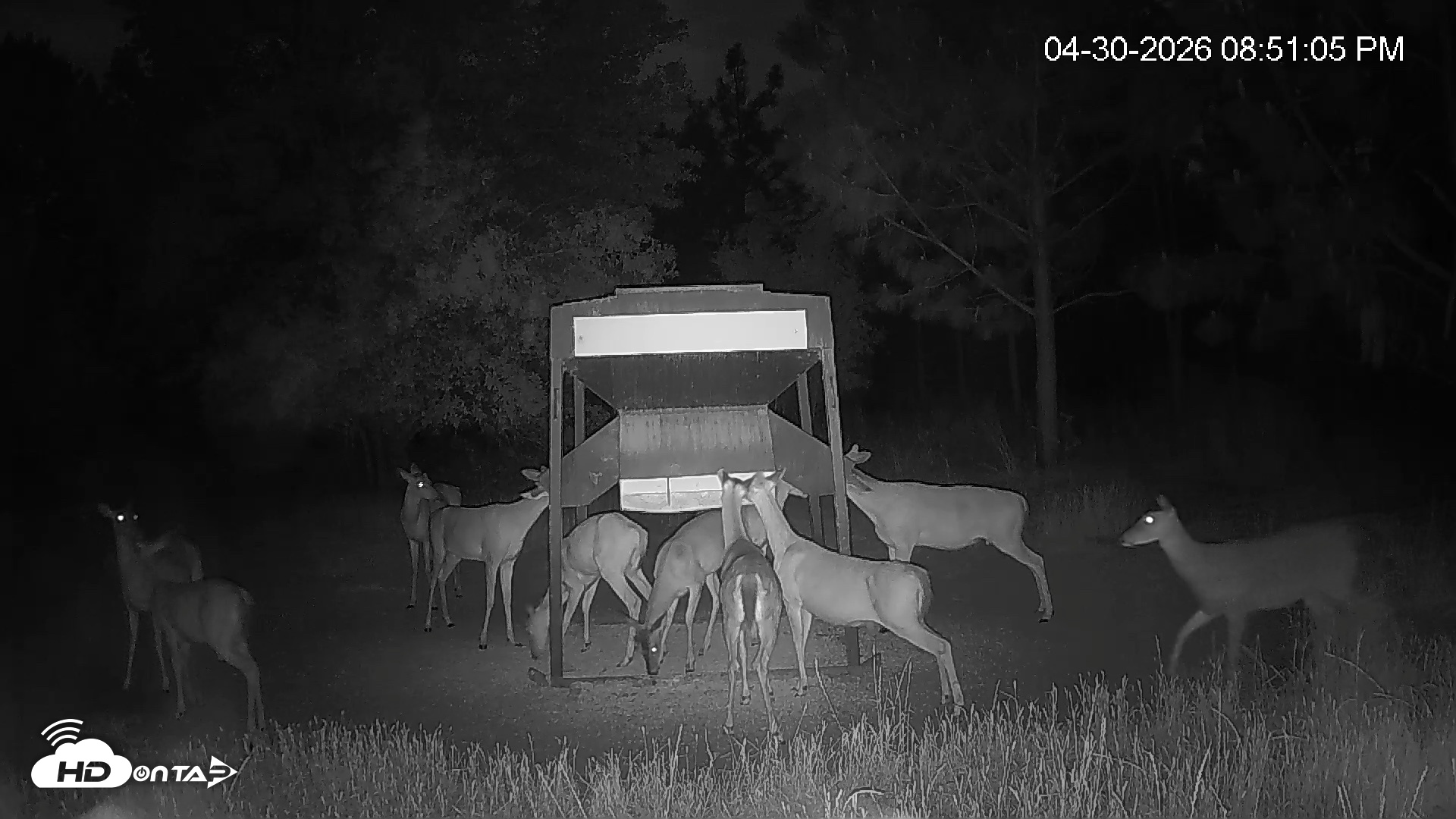 Snapshot of Leesburg Georgia Live Deer Feeder Webcam taken Apr 30, 2026, 8:51pm EDT