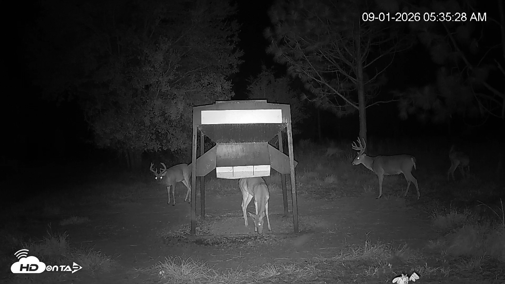 Snapshot of Leesburg Georgia Live Deer Feeder Webcam taken Sep 1, 2026, 5:35am EDT
