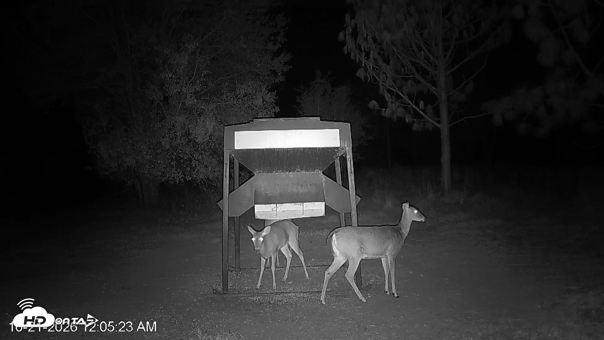 Snapshot of Leesburg Georgia Live Deer Feeder Webcam taken Oct 21, 2026, 12:05am EDT