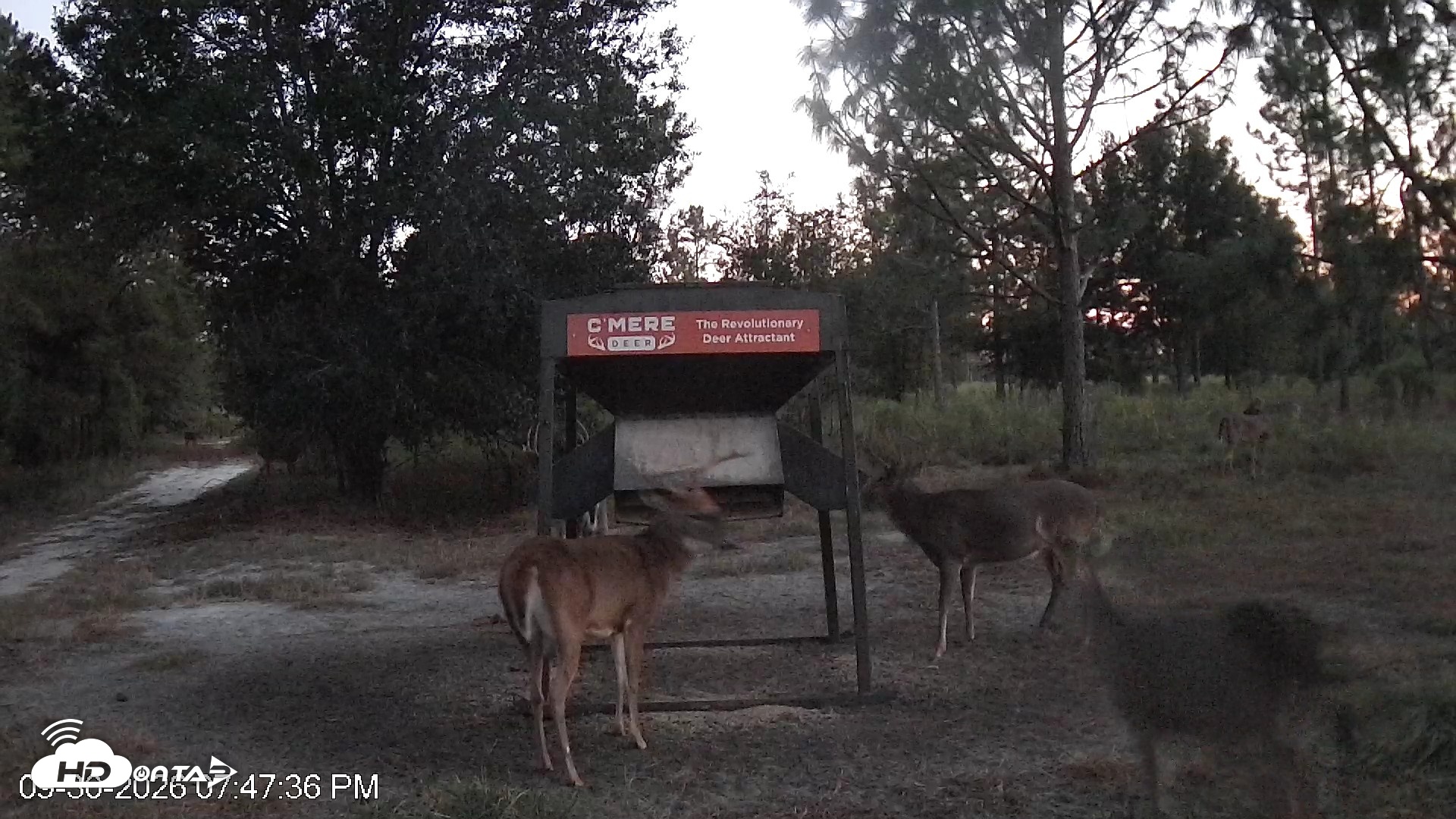 Snapshot of Leesburg Georgia Live Deer Feeder Webcam taken Sep 30, 2026, 7:48pm EDT