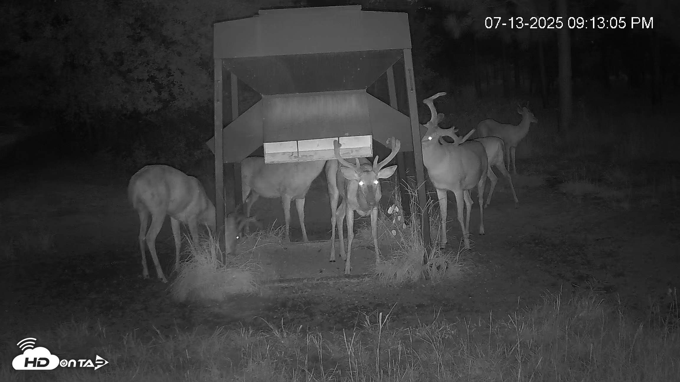 Snapshot of Leesburg Georgia Live Deer Feeder Webcam taken Jul 13, 2025, 9:14pm EDT