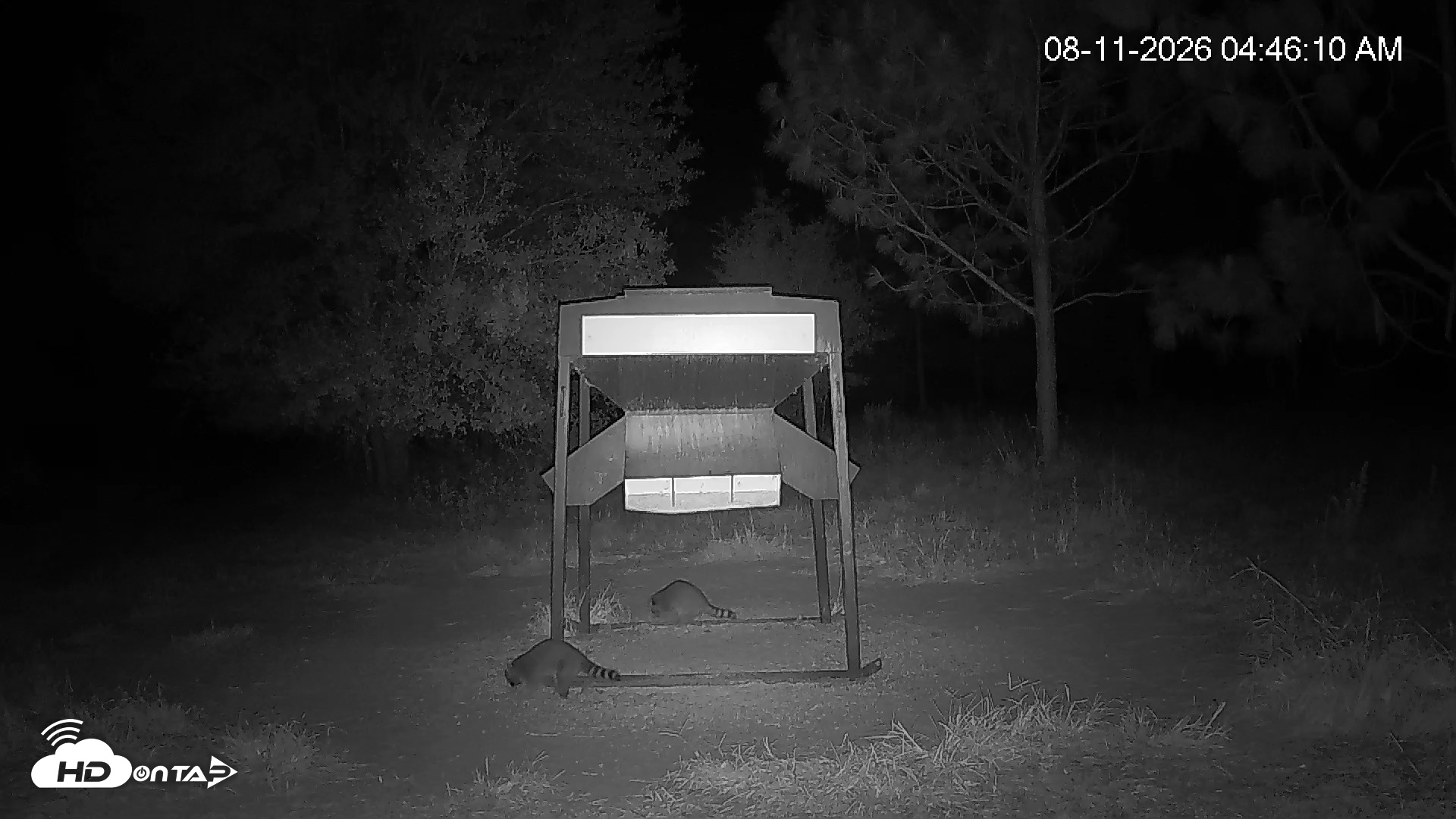 Snapshot of Leesburg Georgia Live Deer Feeder Webcam taken Aug 11, 2026, 4:46am EDT