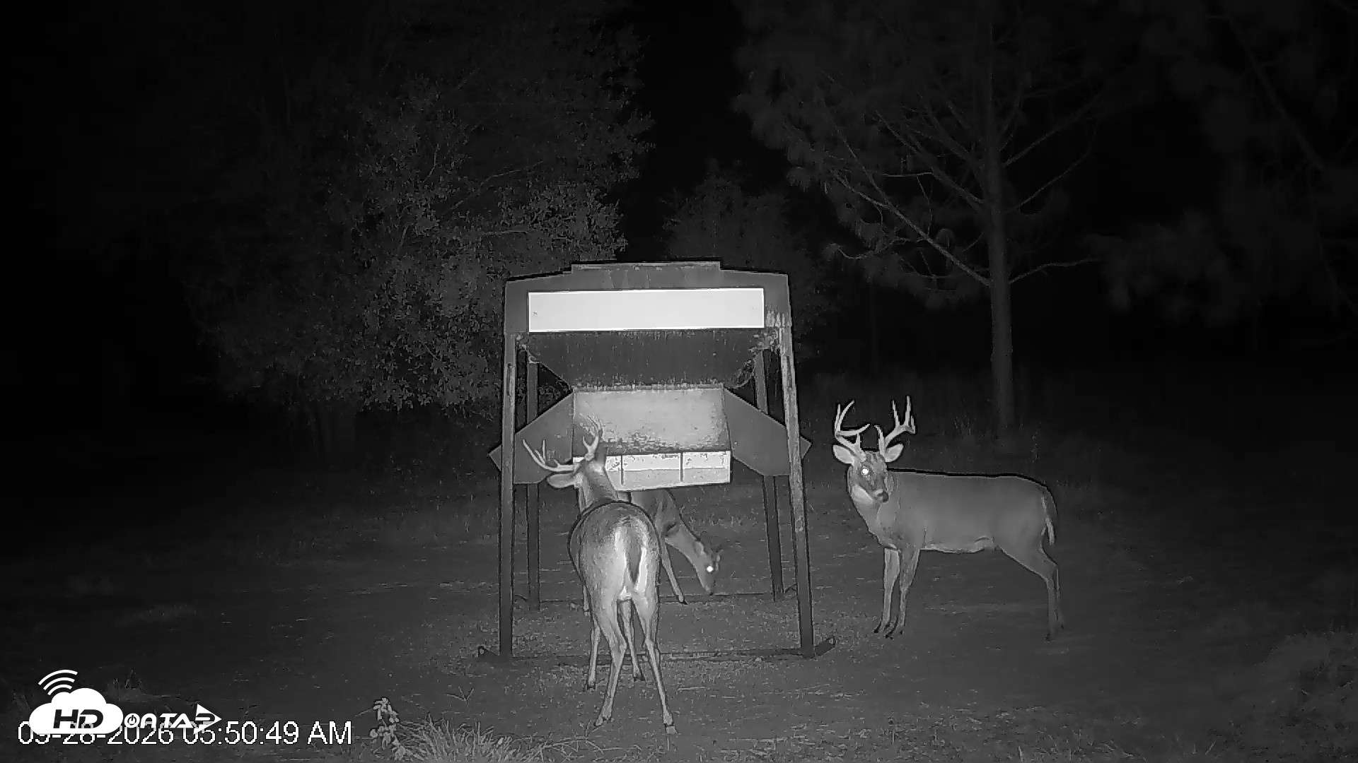 Snapshot of Leesburg Georgia Live Deer Feeder Webcam taken Sep 28, 2026, 5:50am EDT