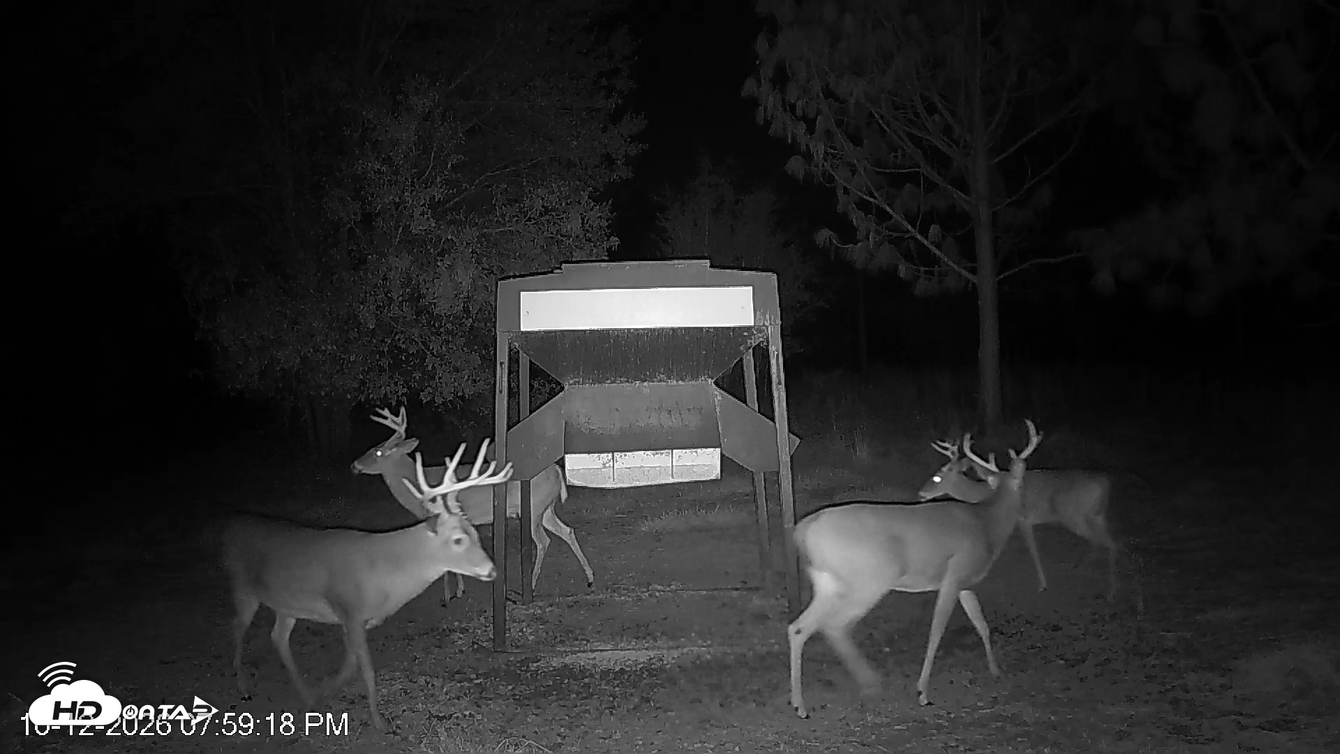Snapshot of Leesburg Georgia Live Deer Feeder Webcam taken Oct 12, 2026, 7:58pm EDT