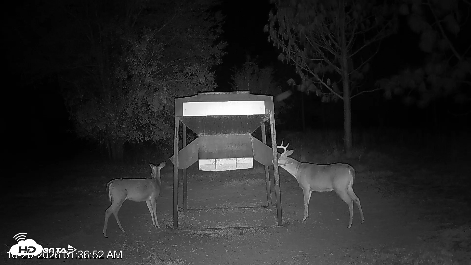 Snapshot of Leesburg Georgia Live Deer Feeder Webcam taken Oct 20, 2026, 1:37am EDT