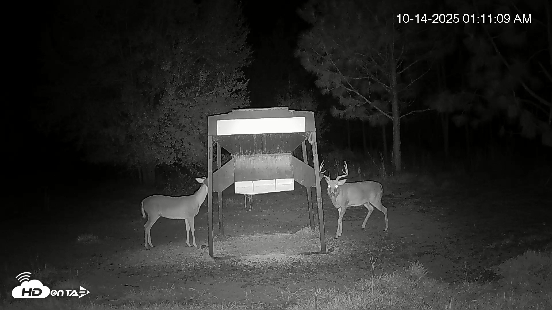 Snapshot of Leesburg Georgia Live Deer Feeder Webcam taken Oct 14, 2025, 1:11am EDT