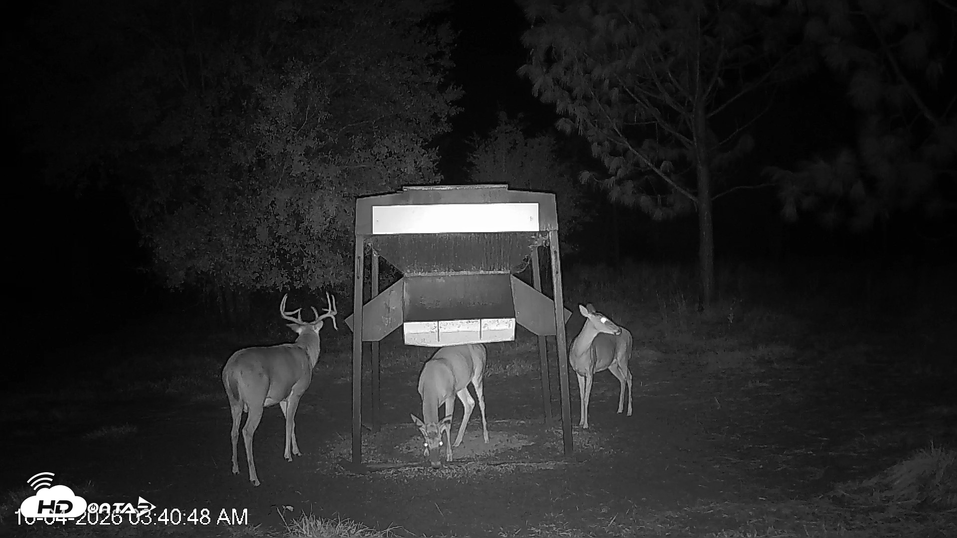 Snapshot of Leesburg Georgia Live Deer Feeder Webcam taken Oct 4, 2026, 3:40am EDT