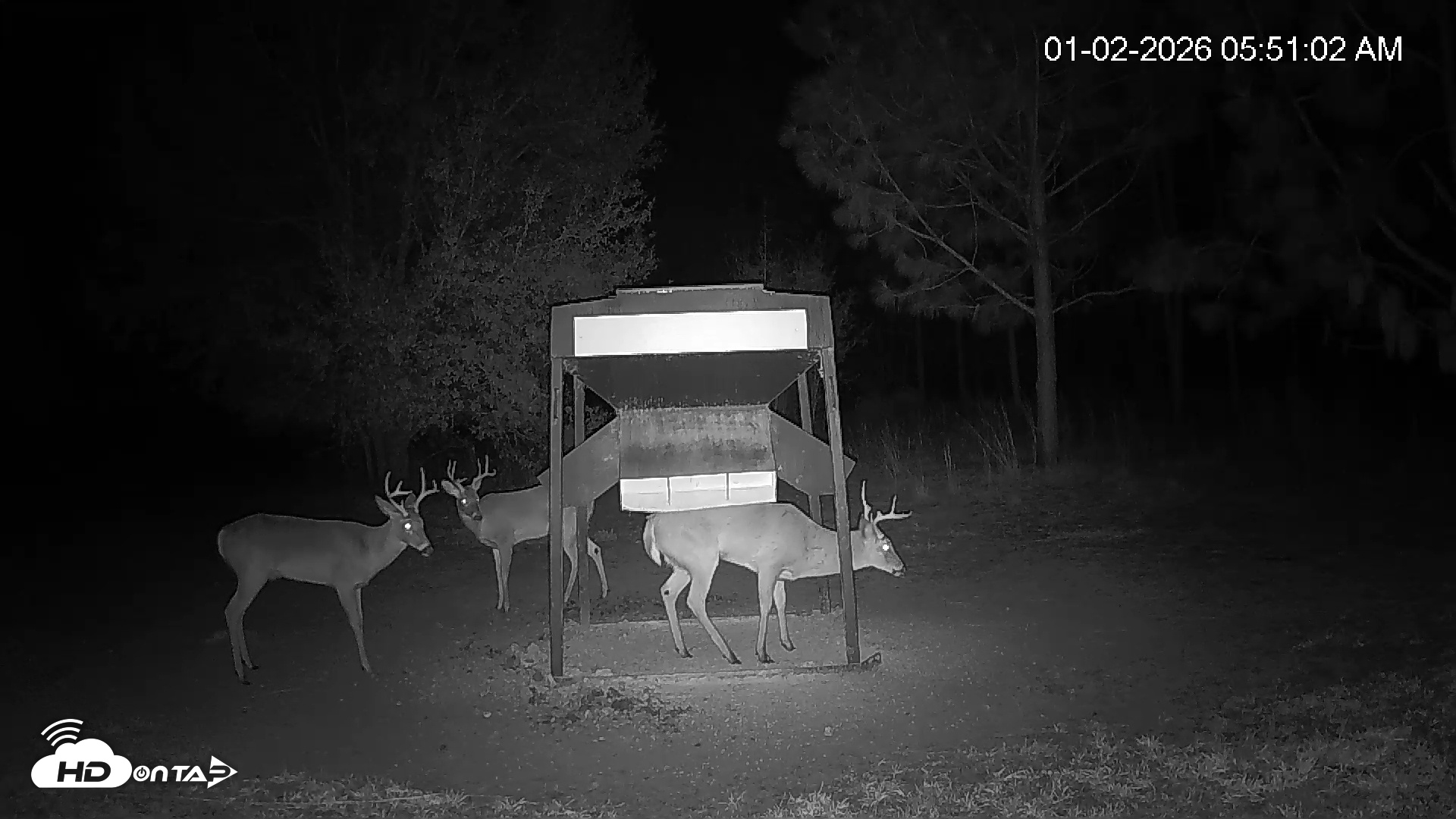 Snapshot of Leesburg Georgia Live Deer Feeder Webcam taken Jan 2, 2026, 5:50am EST