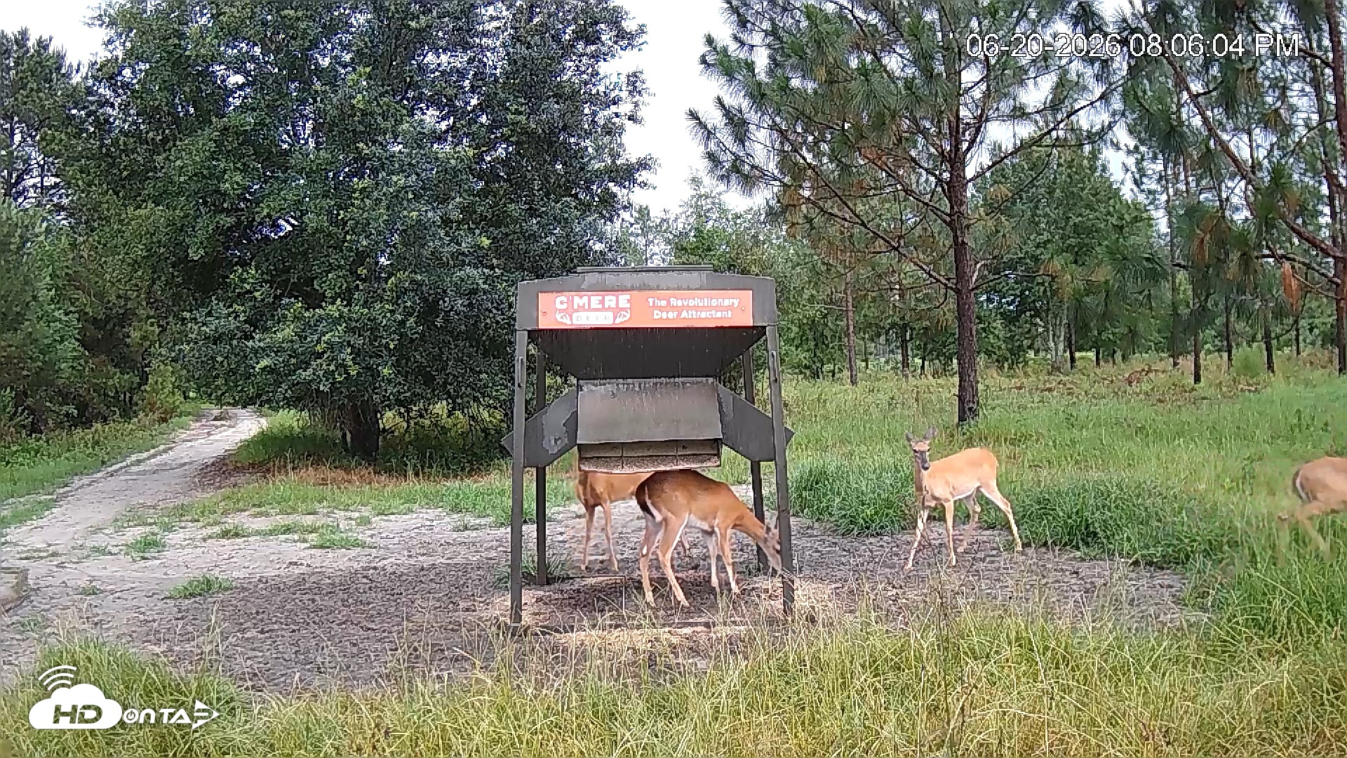 Snapshot of Leesburg Georgia Live Deer Feeder Webcam taken Jun 20, 2026, 8:06pm EDT