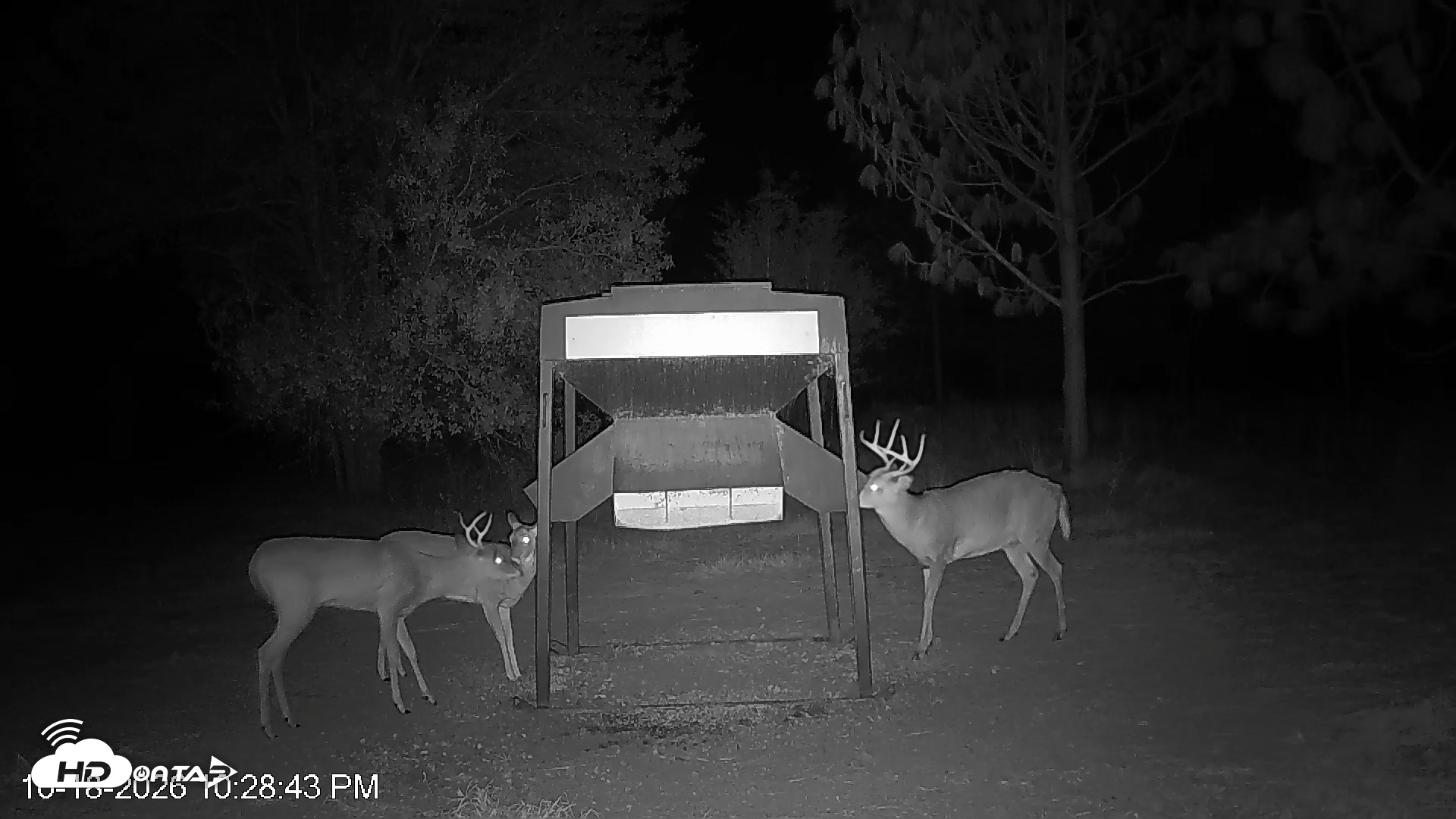 Snapshot of Leesburg Georgia Live Deer Feeder Webcam taken Oct 18, 2026, 10:29pm EDT