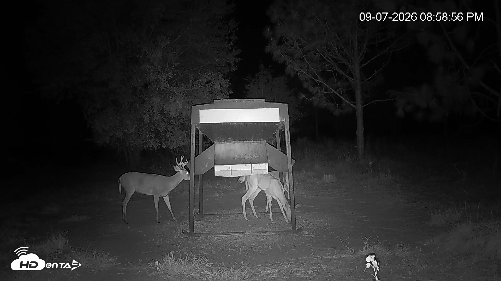 Snapshot of Leesburg Georgia Live Deer Feeder Webcam taken Sep 7, 2026, 8:59pm EDT