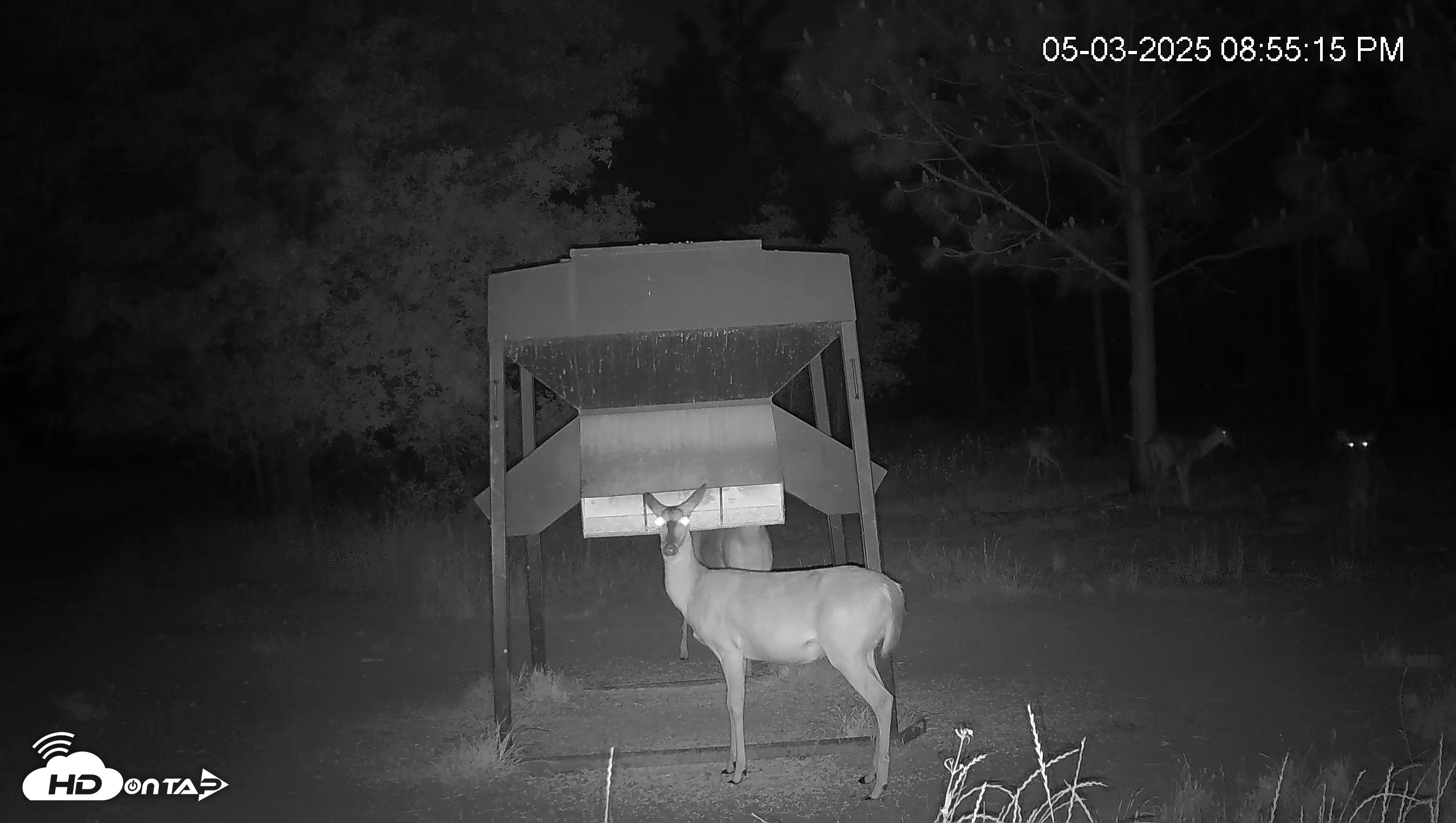 Snapshot of Leesburg Georgia Live Deer Feeder Webcam taken May 3, 2025, 8:55pm EDT