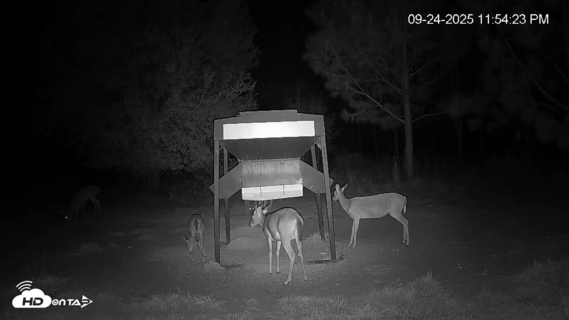 Snapshot of Leesburg Georgia Live Deer Feeder Webcam taken Sep 24, 2025, 11:54pm EDT