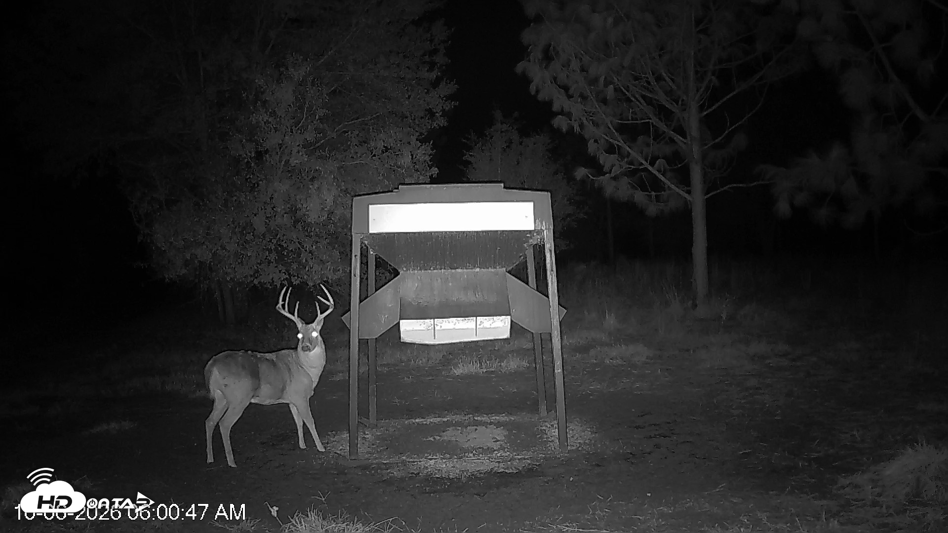 Snapshot of Leesburg Georgia Live Deer Feeder Webcam taken Oct 6, 2026, 6:00am EDT