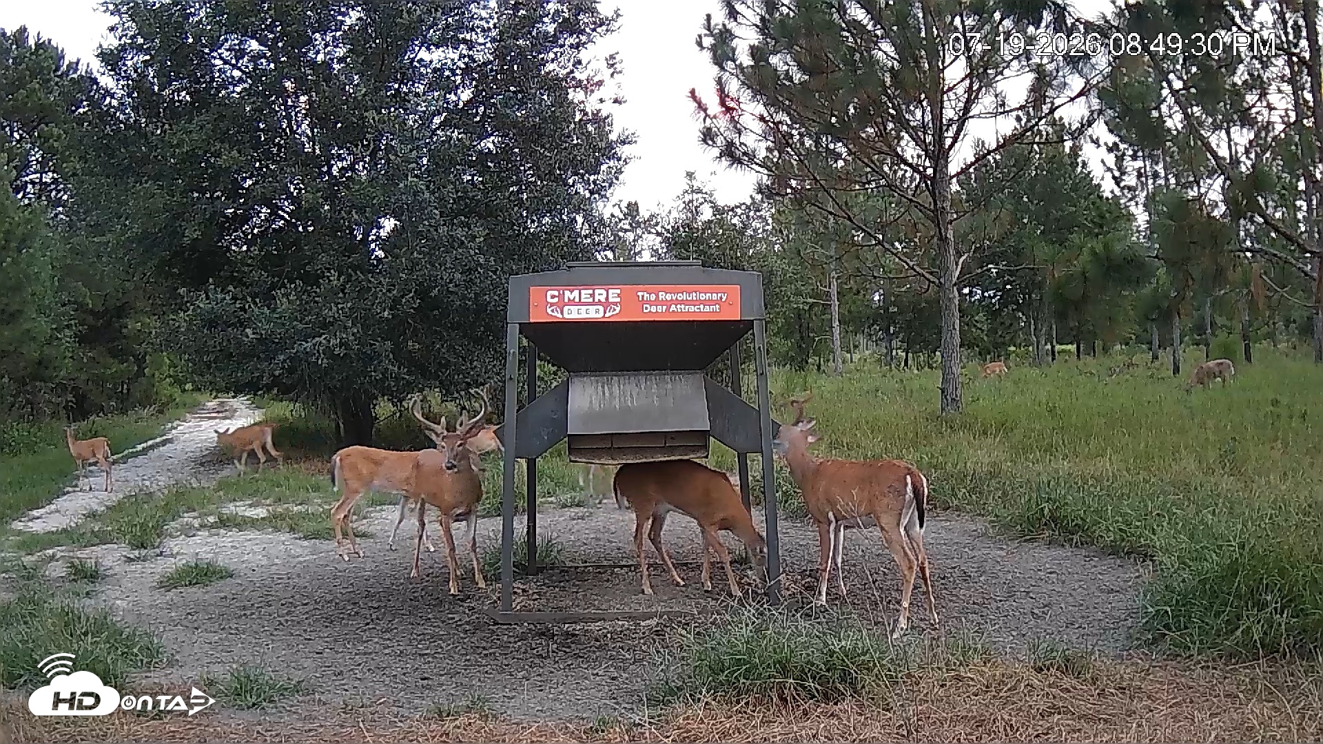 Snapshot of Leesburg Georgia Live Deer Feeder Webcam taken Jul 19, 2026, 8:50pm EDT
