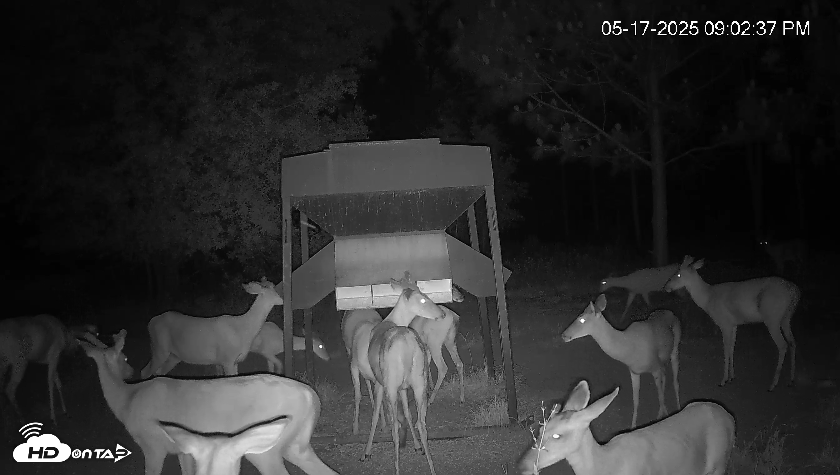 Snapshot of Leesburg Georgia Live Deer Feeder Webcam taken May 17, 2025, 9:02pm EDT