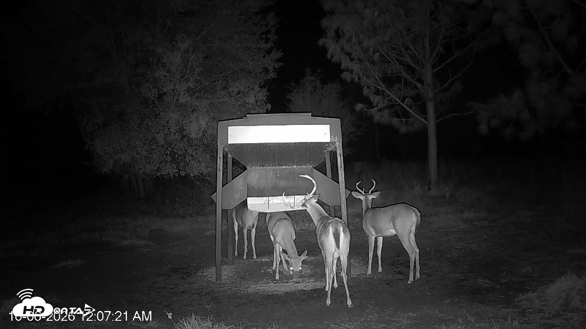 Snapshot of Leesburg Georgia Live Deer Feeder Webcam taken Oct 6, 2026, 12:07am EDT