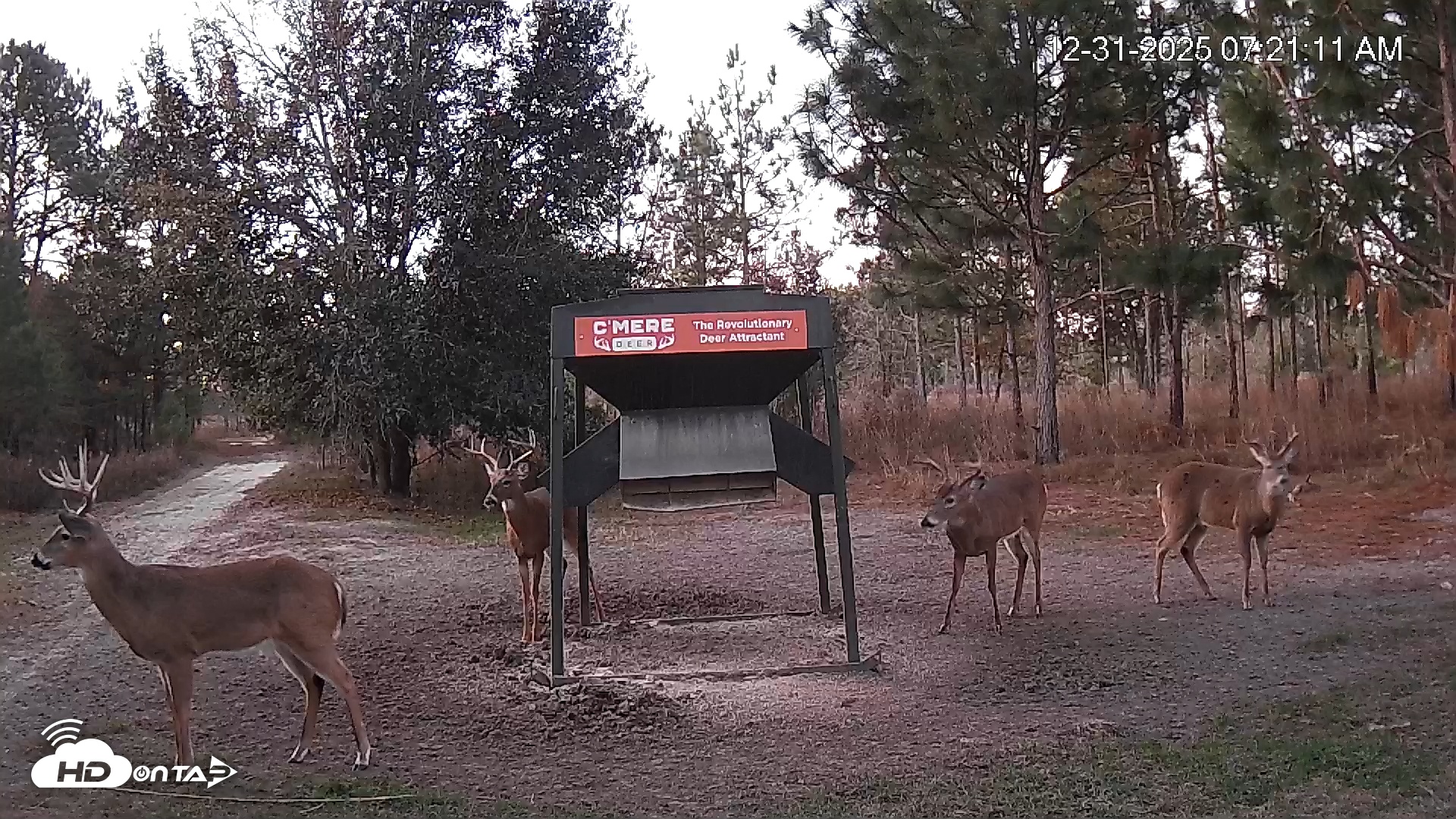 Snapshot of Leesburg Georgia Live Deer Feeder Webcam taken Dec 31, 2025, 7:20am EST