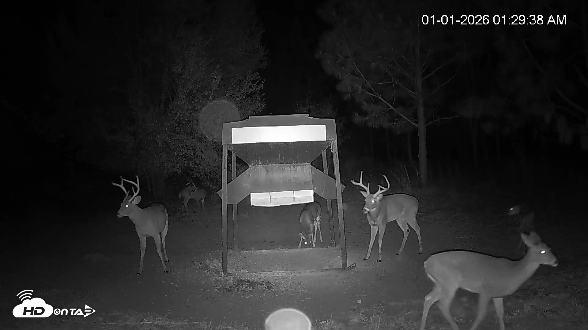 Snapshot of Leesburg Georgia Live Deer Feeder Webcam taken Jan 1, 2026, 1:30am EST