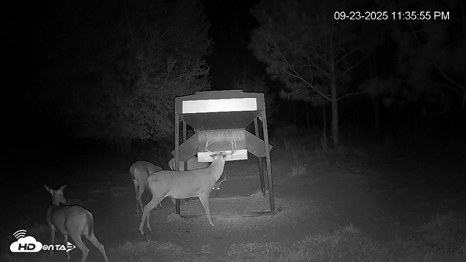 Snapshot of Leesburg Georgia Live Deer Feeder Webcam taken Sep 23, 2025, 11:35pm EDT