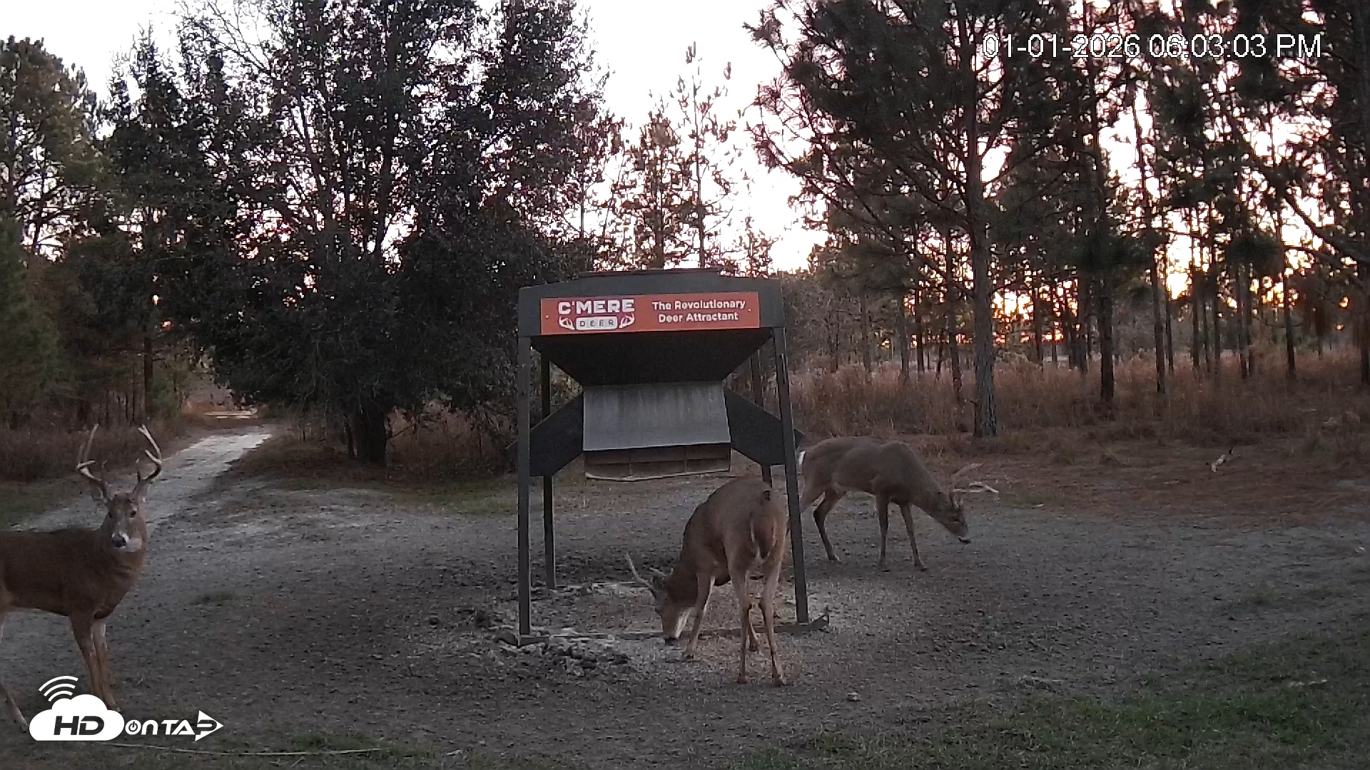 Snapshot of Leesburg Georgia Live Deer Feeder Webcam taken Jan 1, 2026, 6:03pm EST