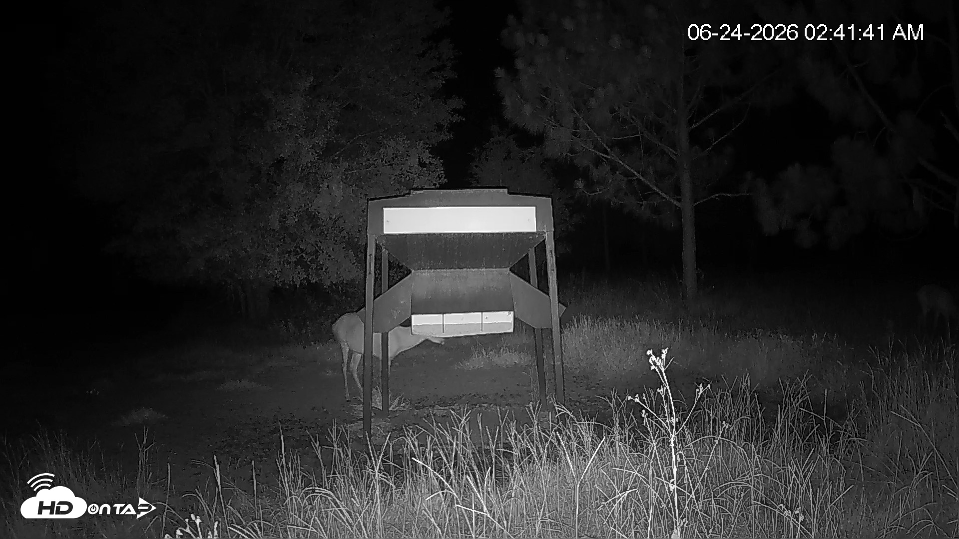 Snapshot of Leesburg Georgia Live Deer Feeder Webcam taken Jun 24, 2026, 2:41am EDT