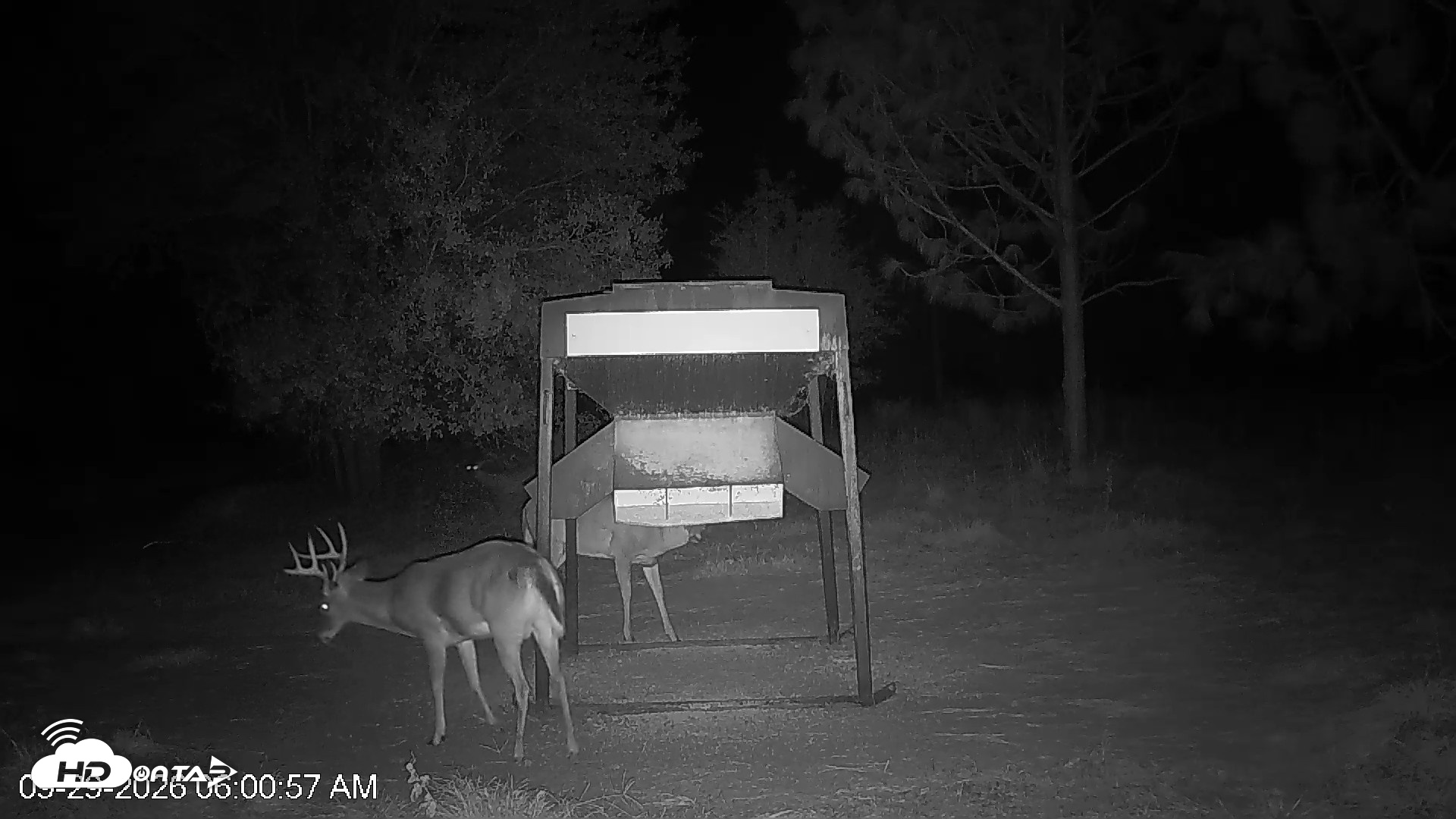 Snapshot of Leesburg Georgia Live Deer Feeder Webcam taken Sep 29, 2026, 6:00am EDT